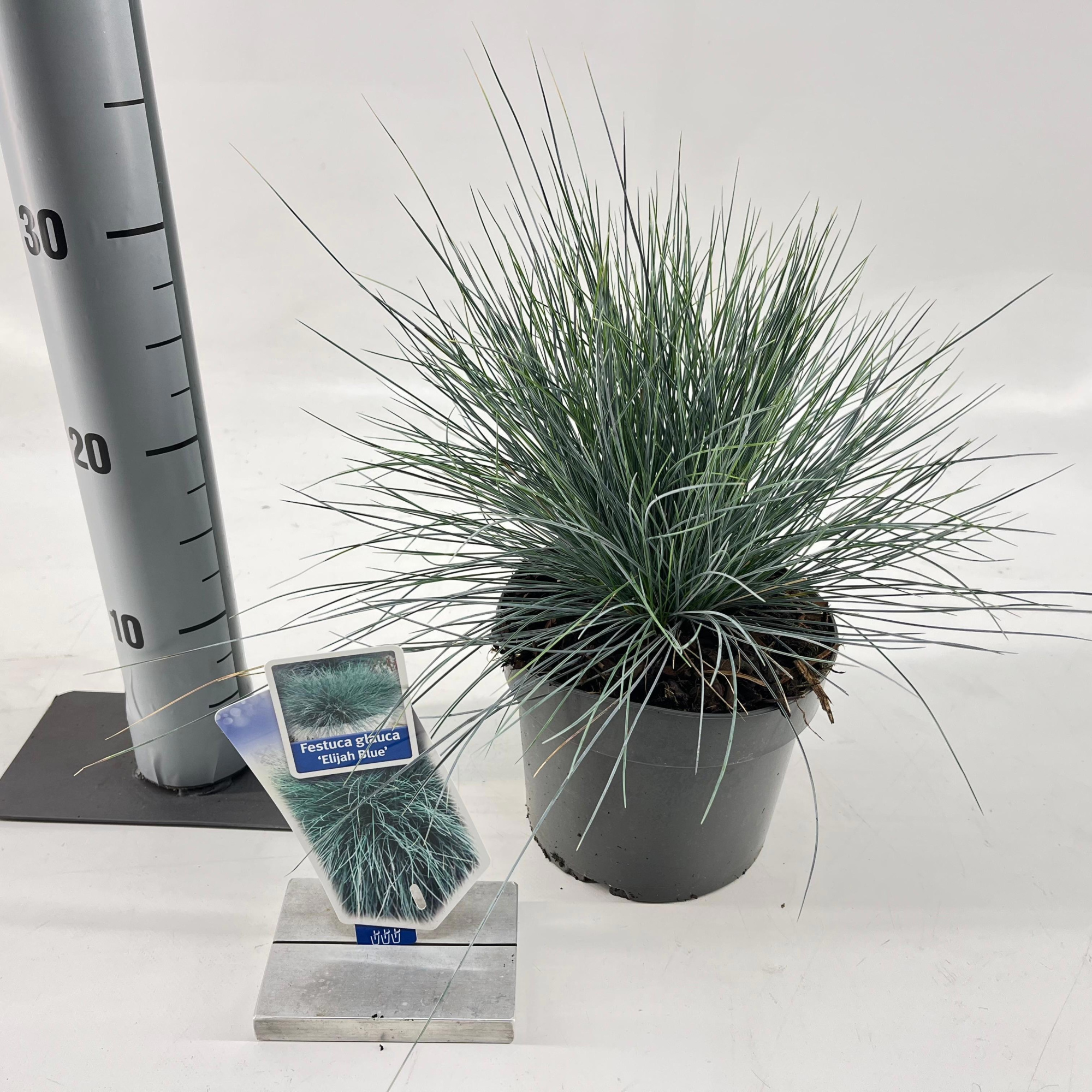 Festuca glauca 'Elijah Blue', D 17 cm