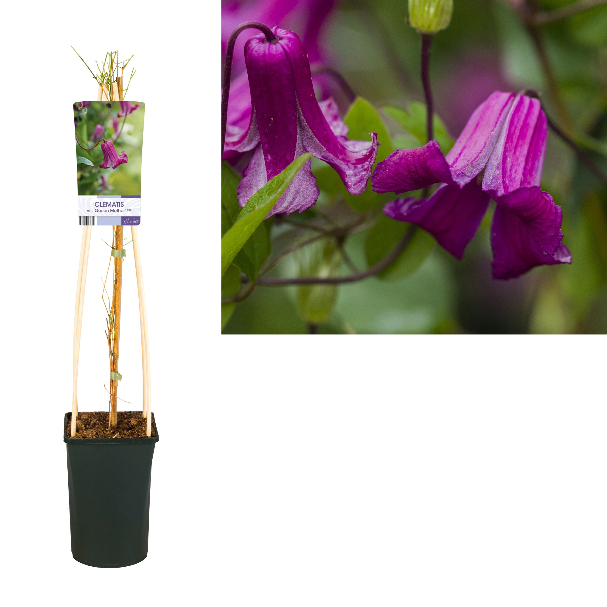 Clematis vit. 'Queen Mother' PBR +light label, D 17 cm
