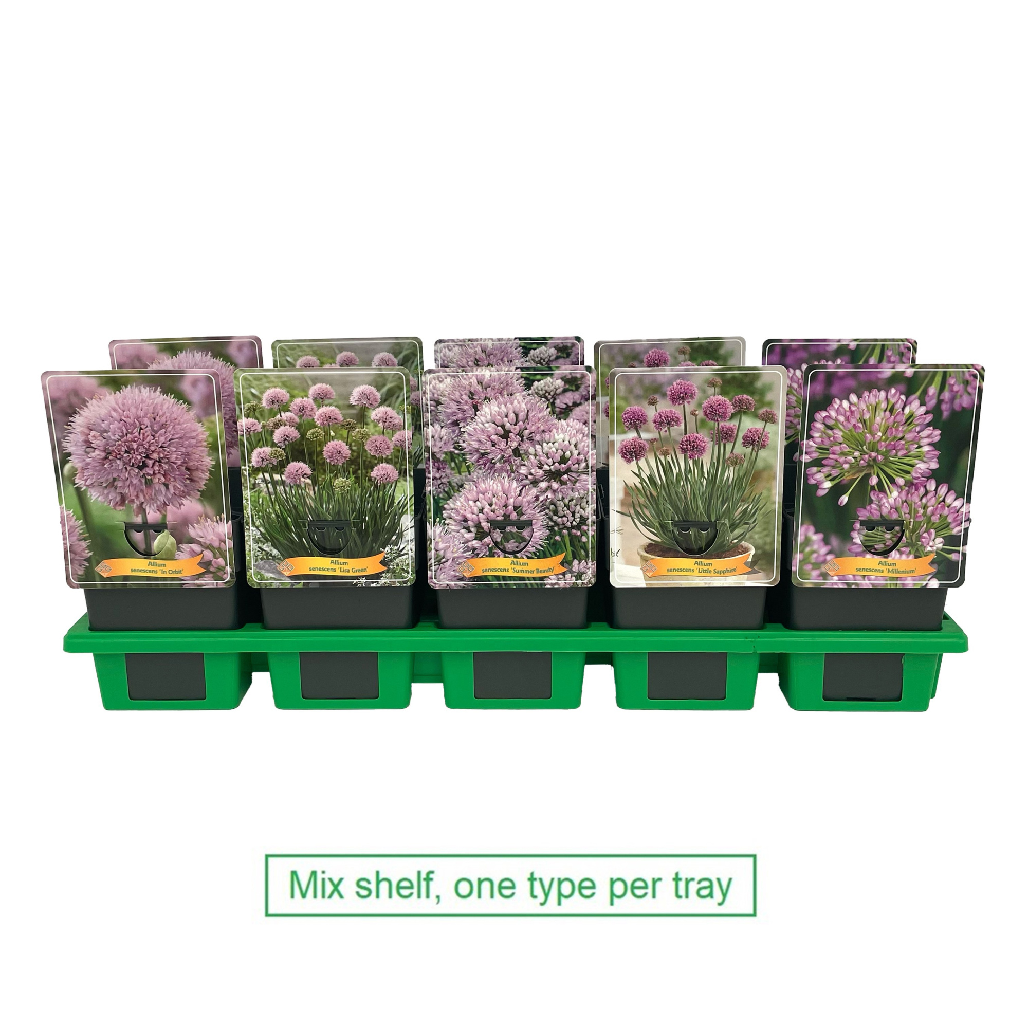 Allium mix laag P11, D 11 cm