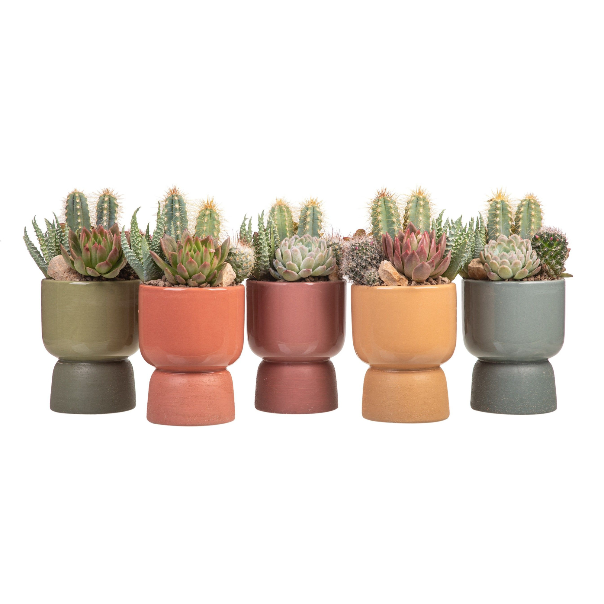 COMPOSITION OF CACTUS AND SUCCULENTS IN CERAMIC POT 'MILA' Ø10 - TRAY 8 PCS, D 10