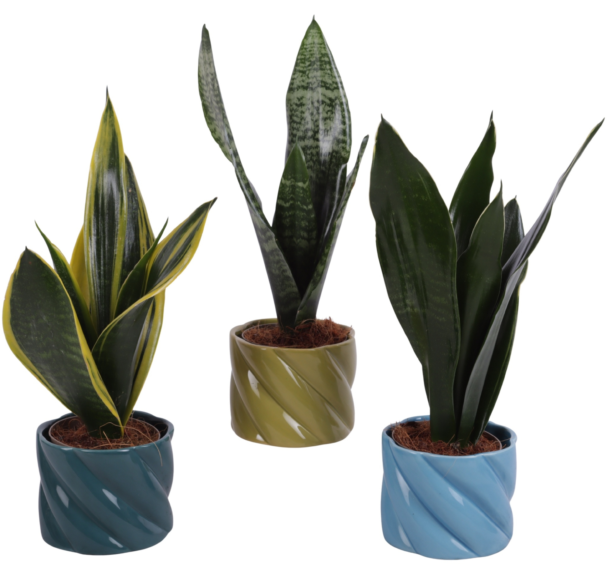 Sansevieria mix Ø09cm in Ø11cm Ceramic FB674, D 11