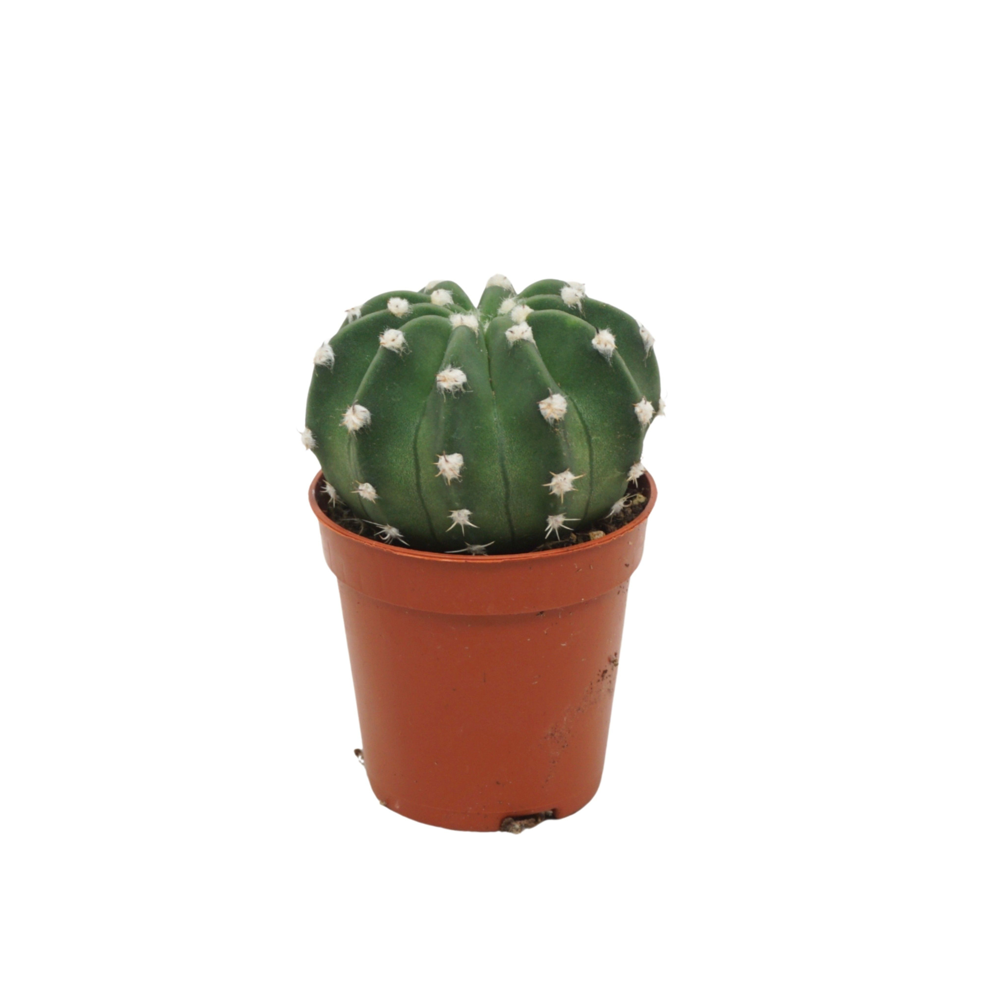 Echinopsis multiplex 5,5 cm, D 5,5 cm