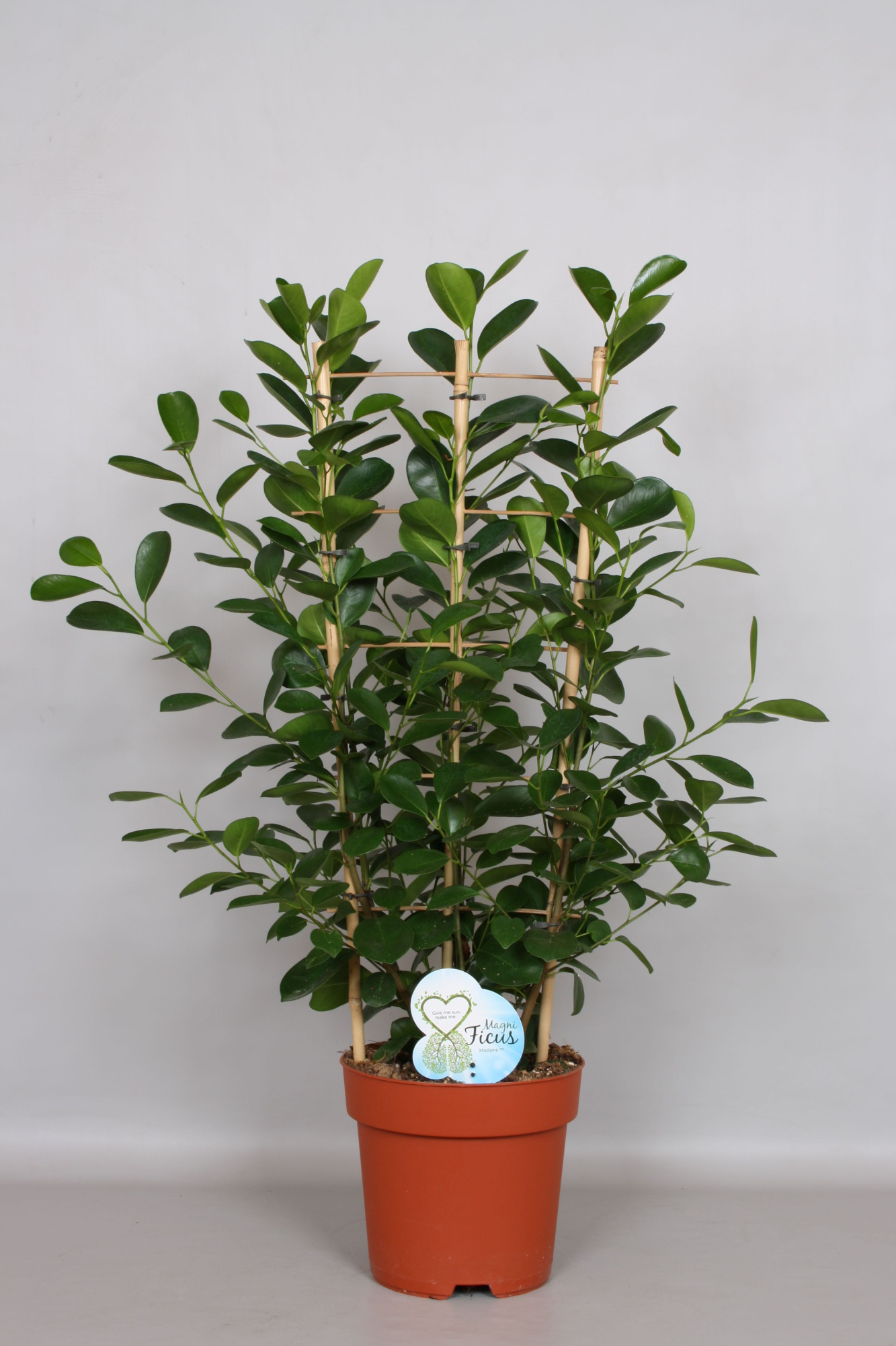 Ficus Moclamé Rek - Green4life, D 24 cm