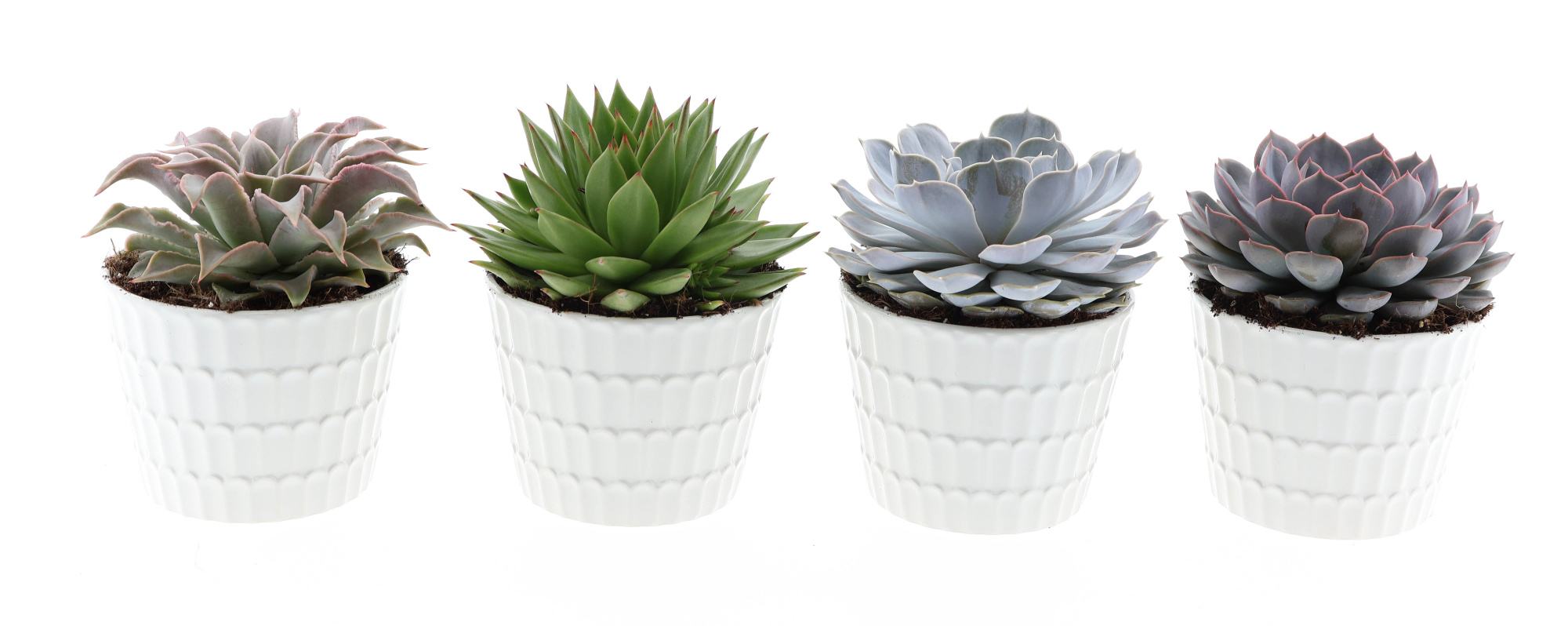 Design pot echeveria mix, D 15 cm