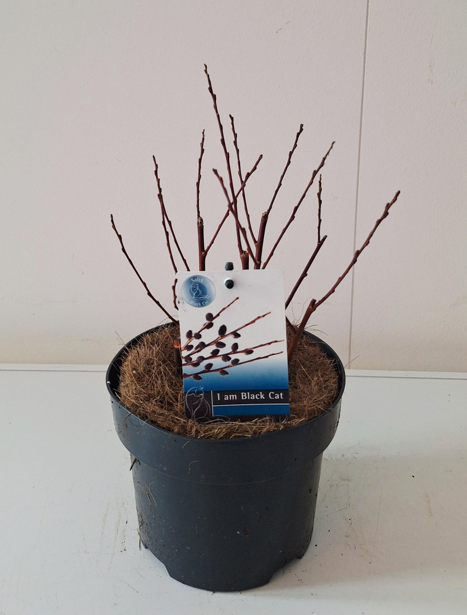 Salix Kurome bush P17 potcover, D 17