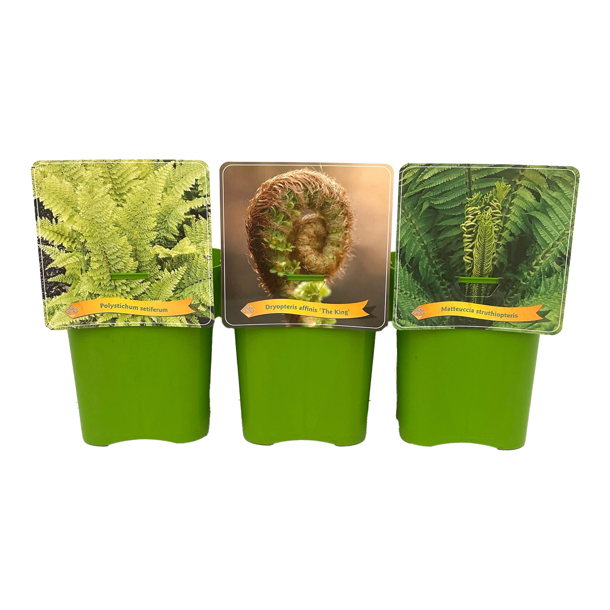 Varen mix laag C5, D 21