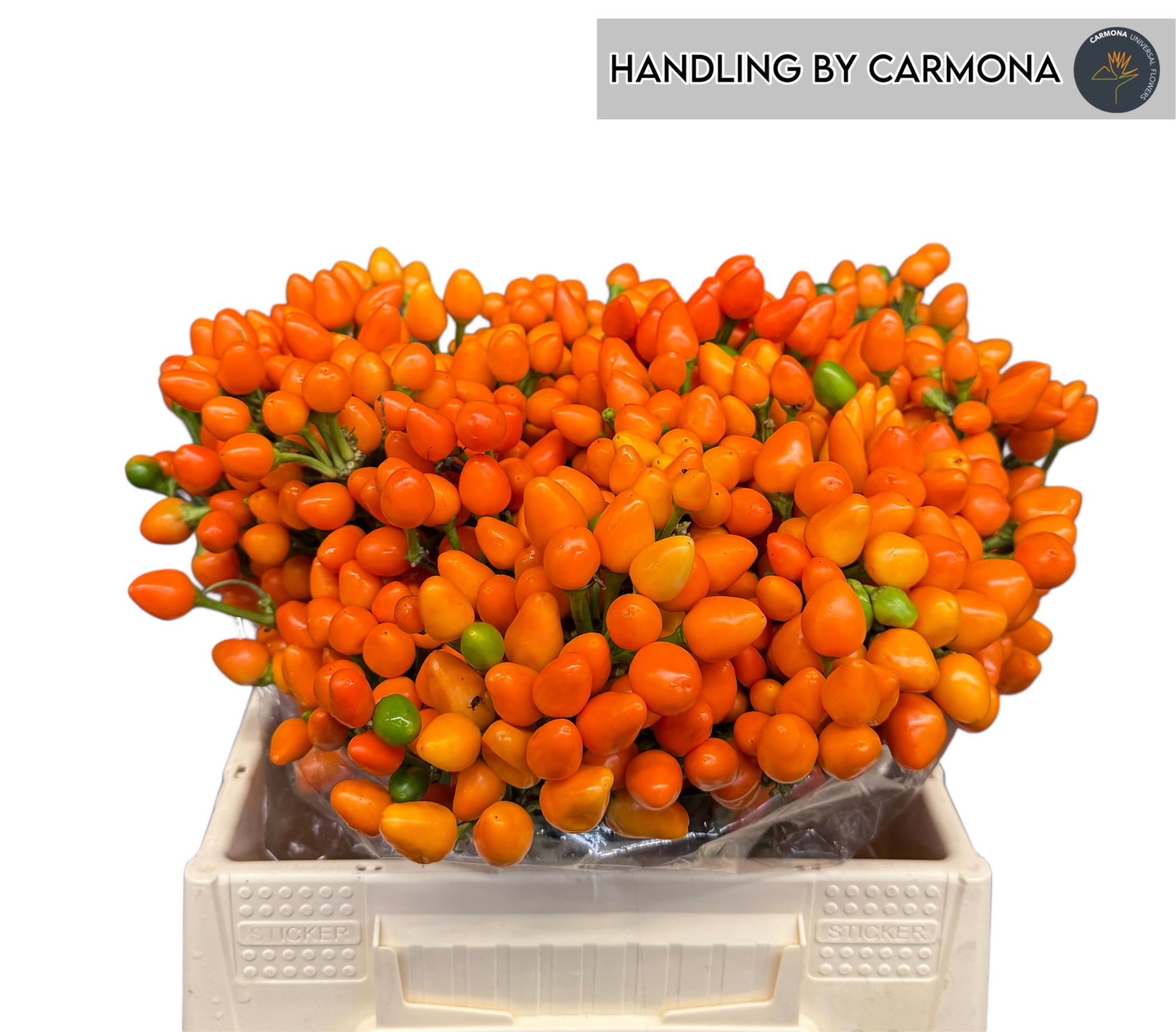 Капсикум Оранж Кэнди 40, шт.