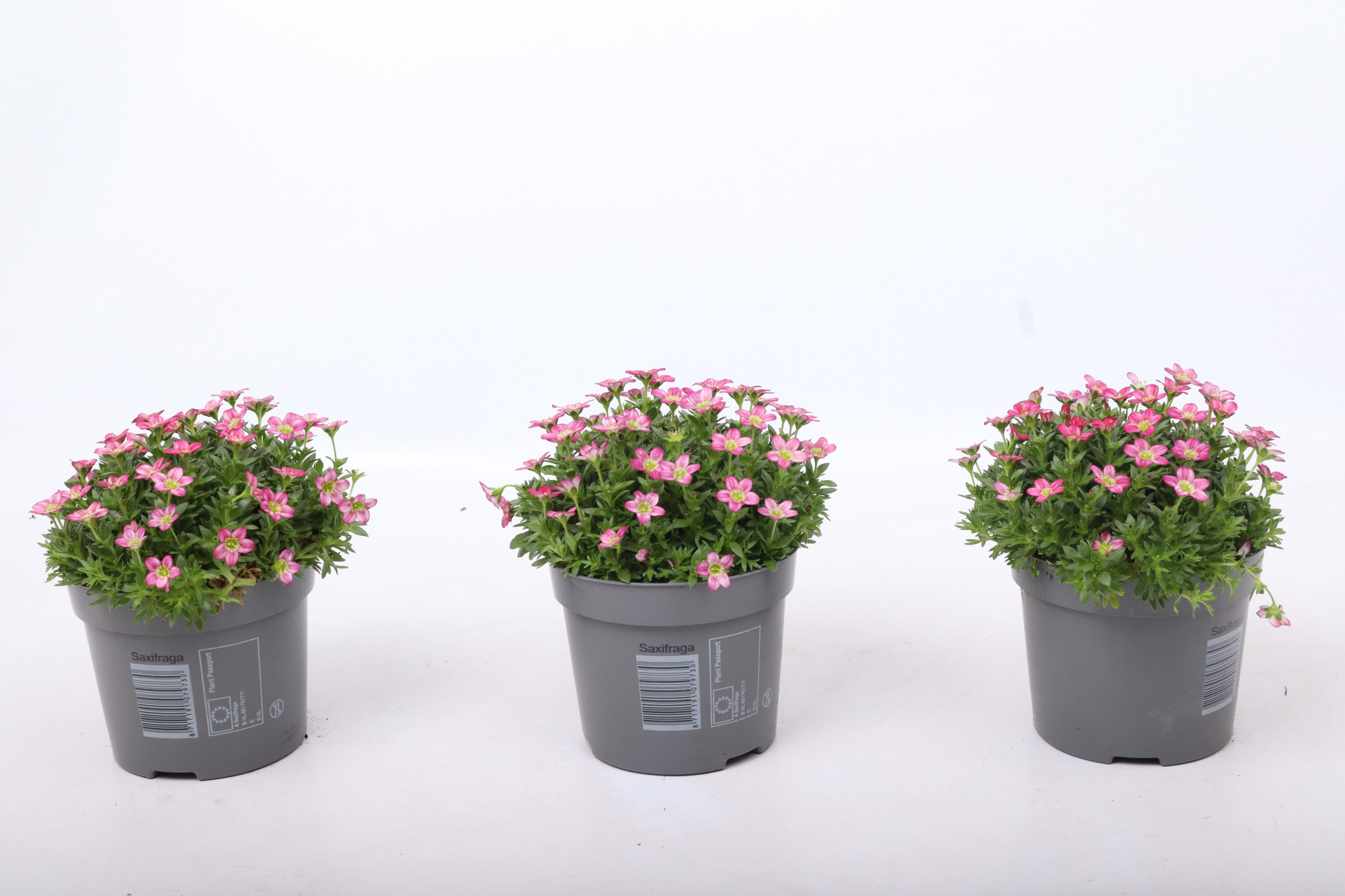 Saxifraga Ice Colours Red, D 12