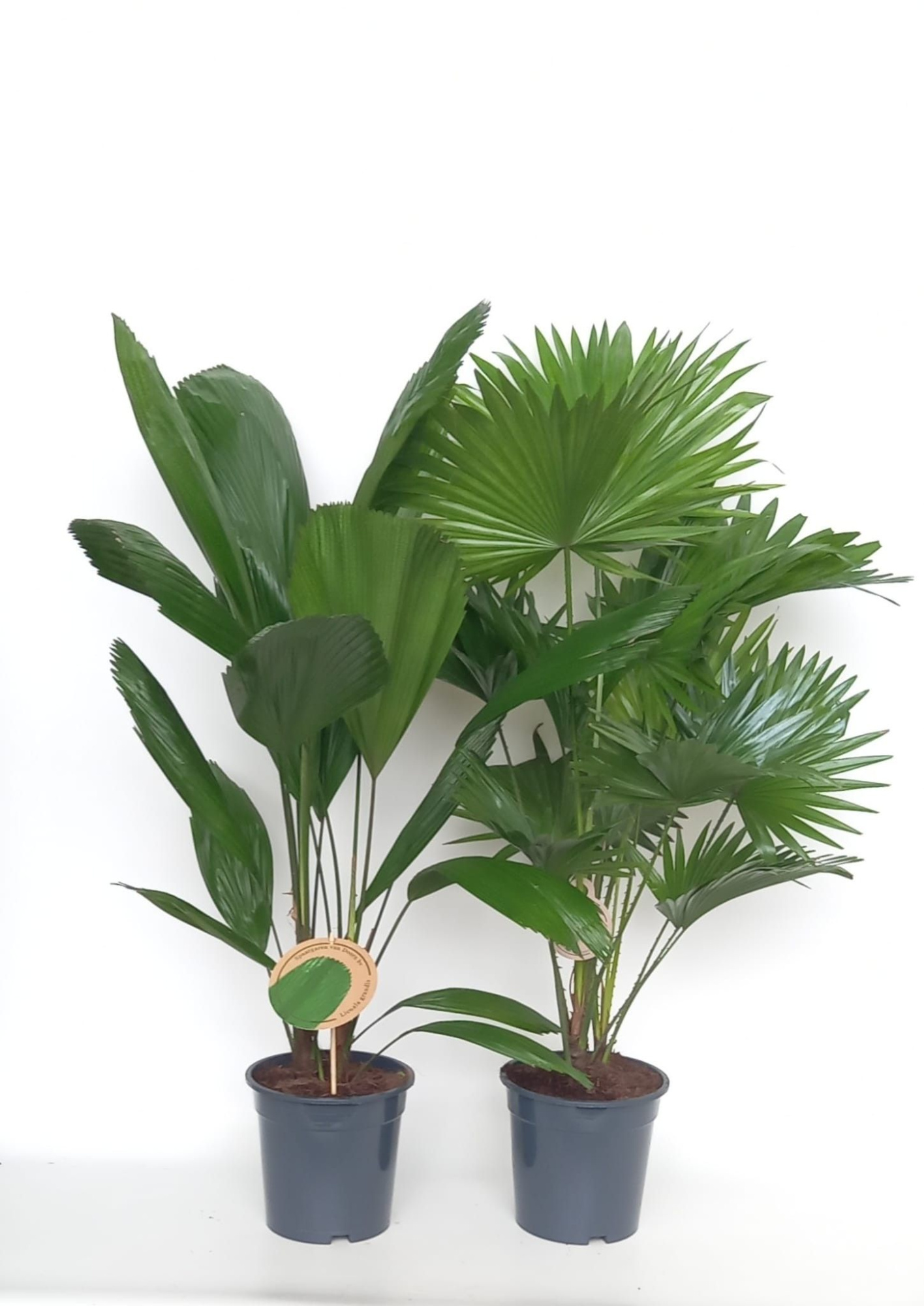 Exotisch palmmix / livi /licu, D 19