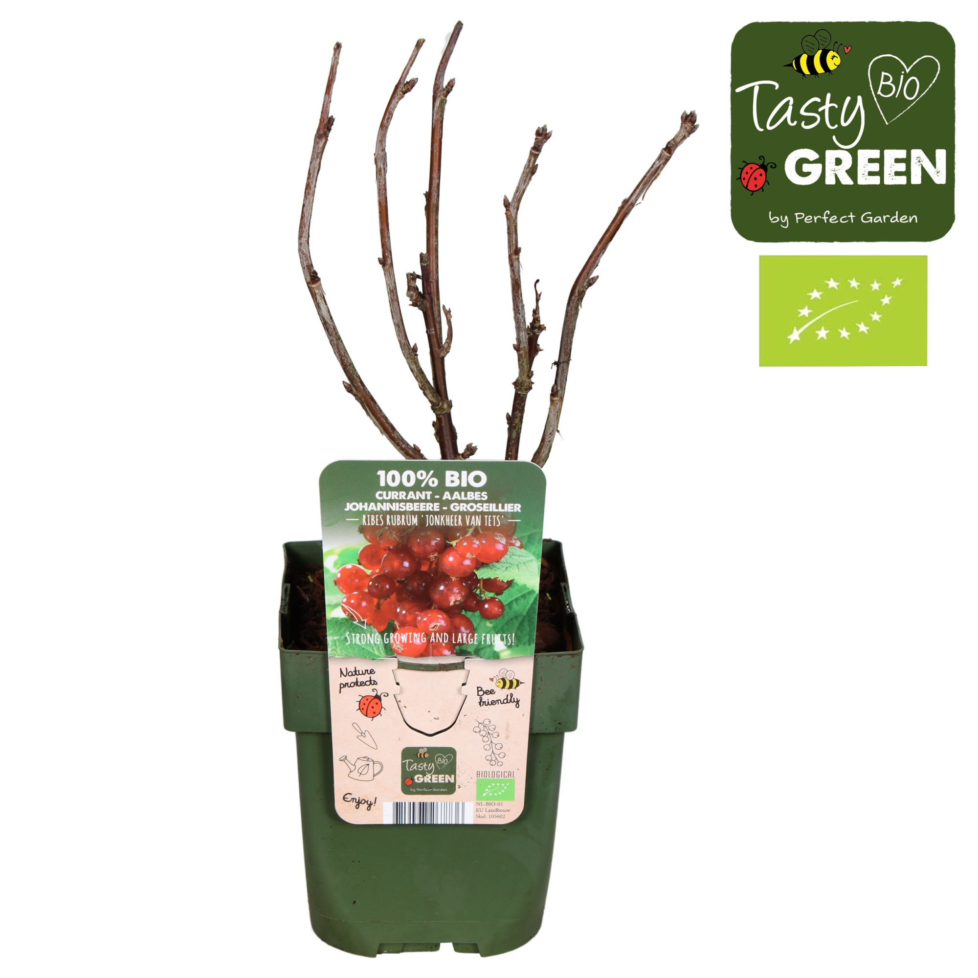 Ribes rubrum 'Jonkheer van Tets' Bio P13, D 13 cm