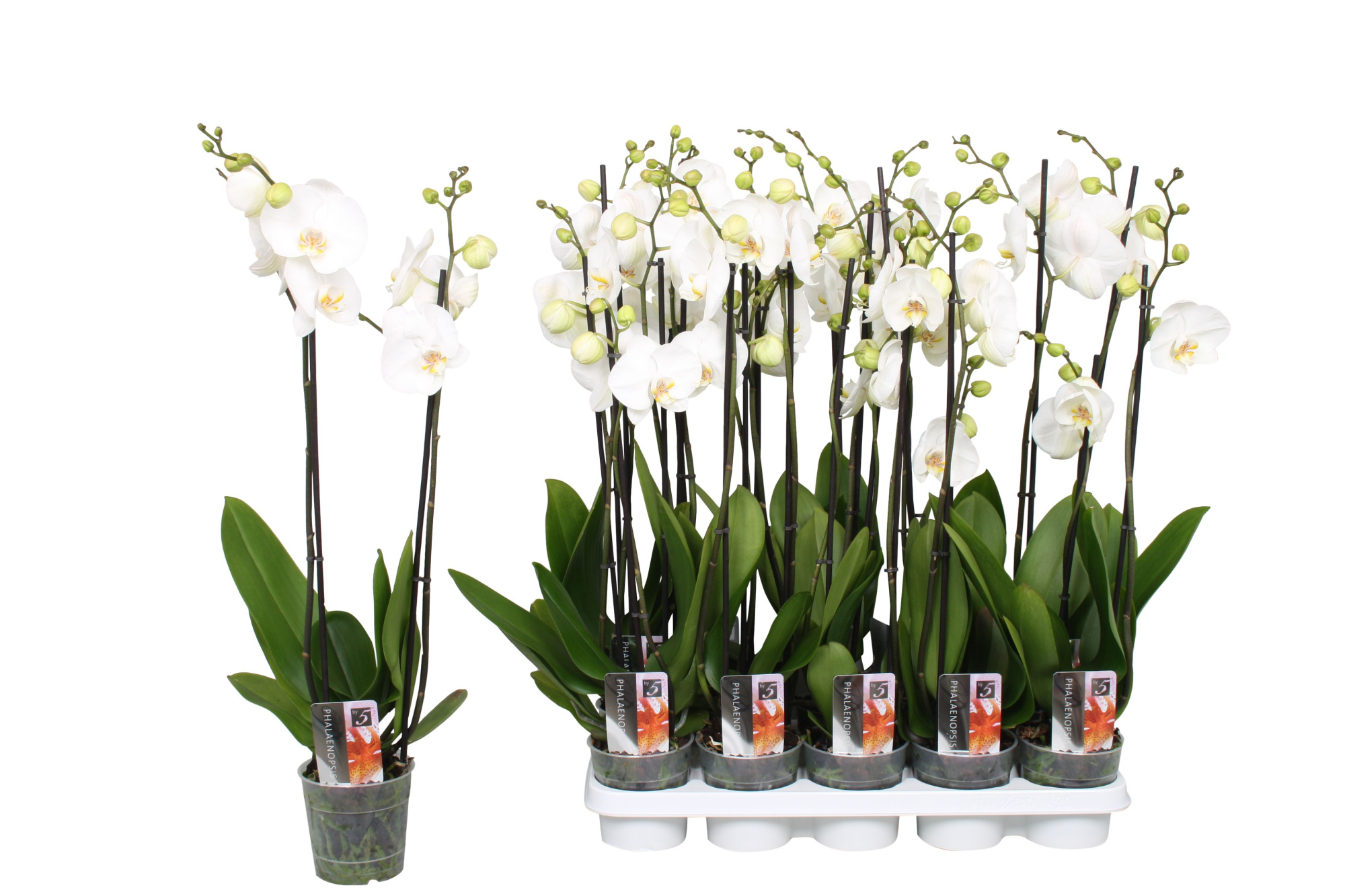 Phalaenopsis Star White, 2-spike 12+, D 12