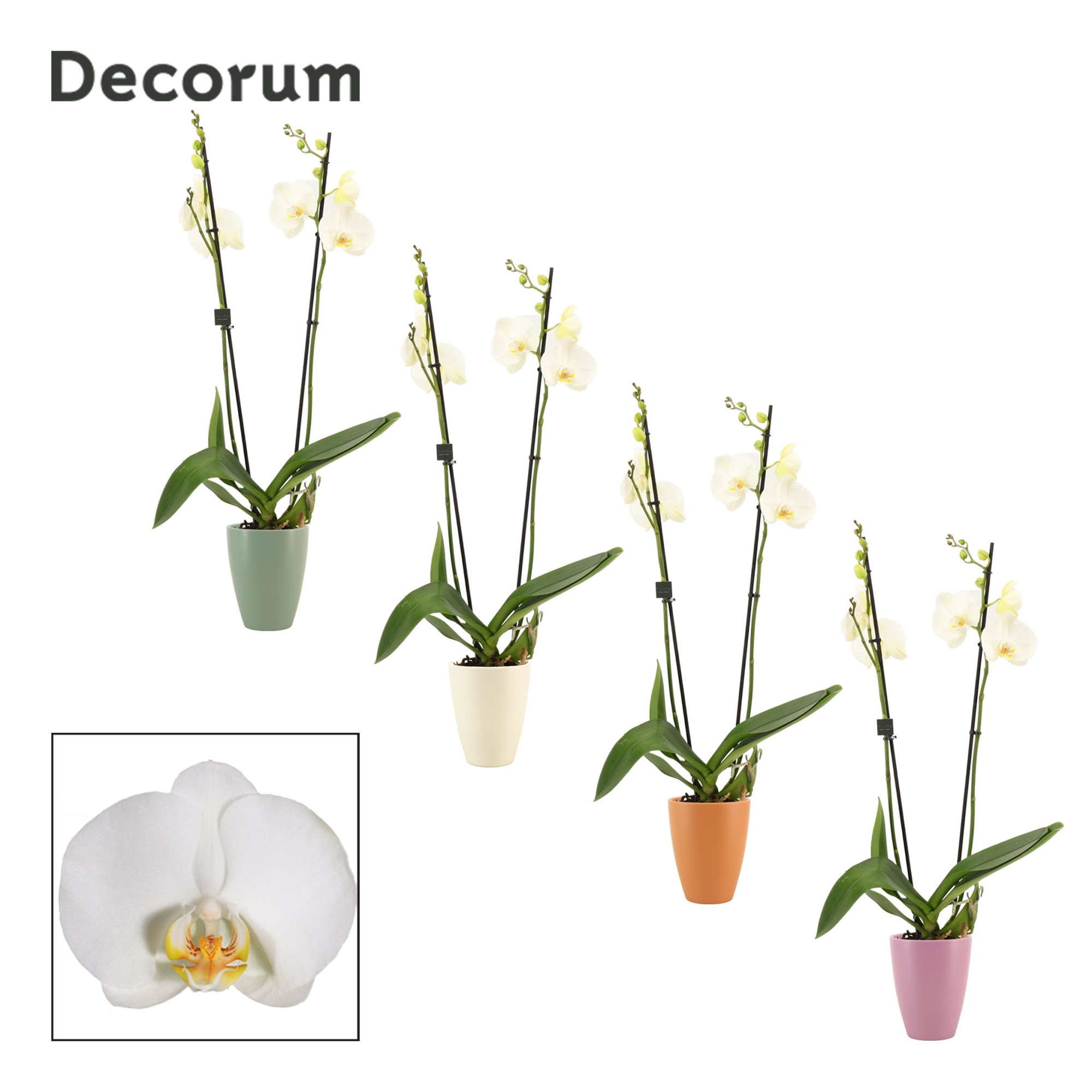 Phalaenopsis 2 tak 16+ wit in Carly (Craft world-collection), D 12 cm