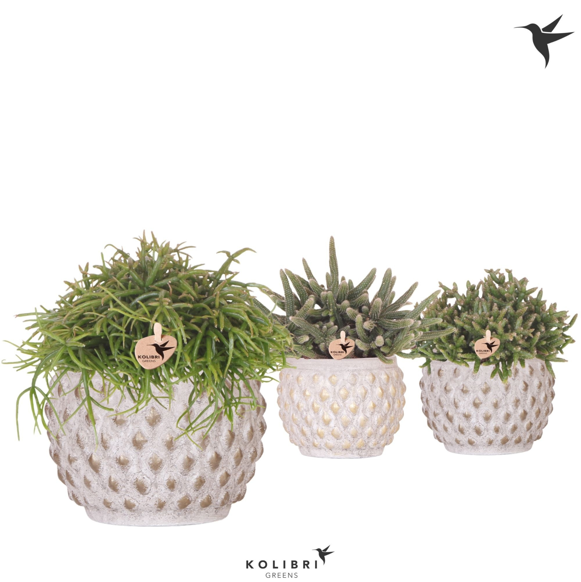Kolibri Greens Rhipsalis mix in Marrakesh pot gold copper mix, D 12 cm