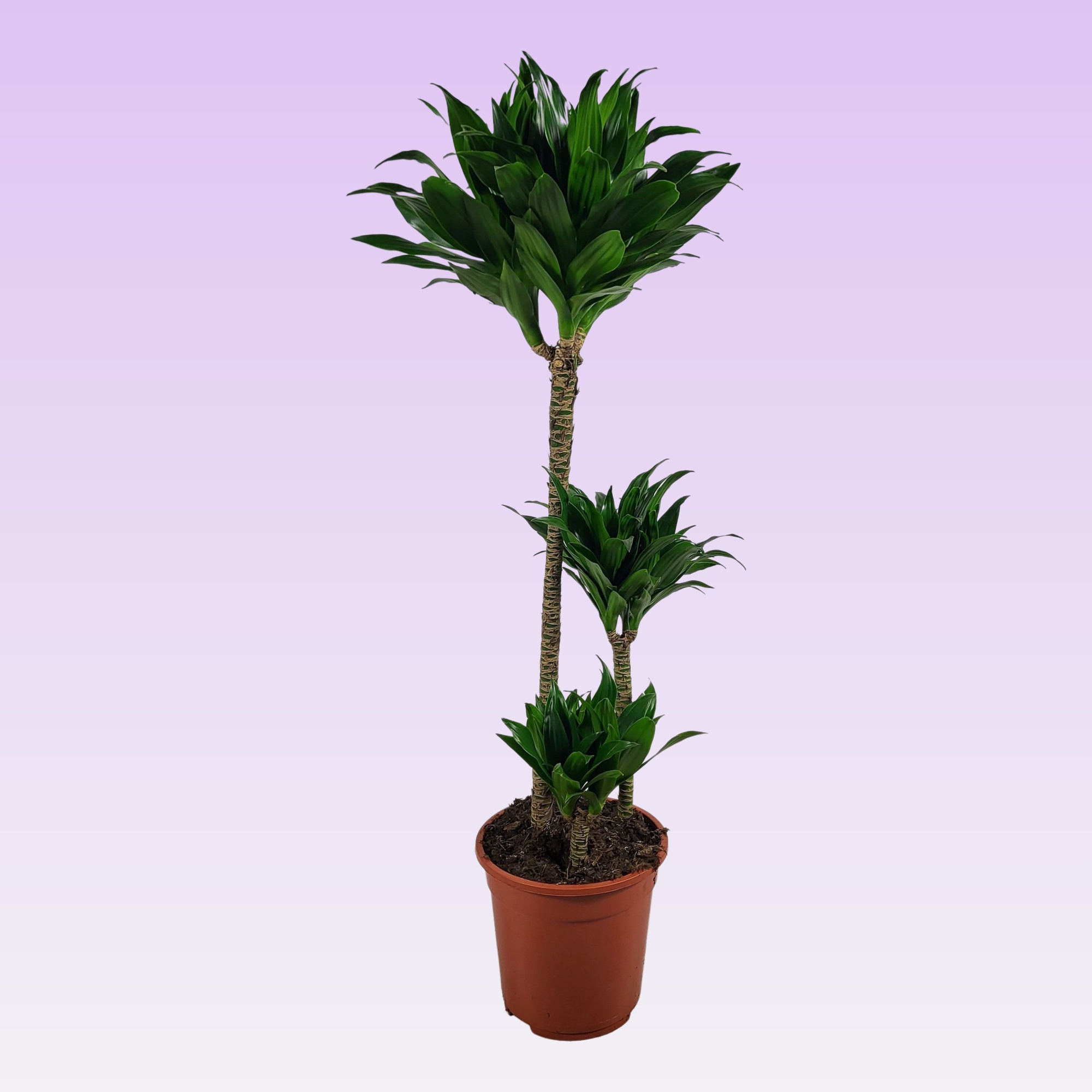 Dracaena compacta 60-30-15 95cm, D 21 cm