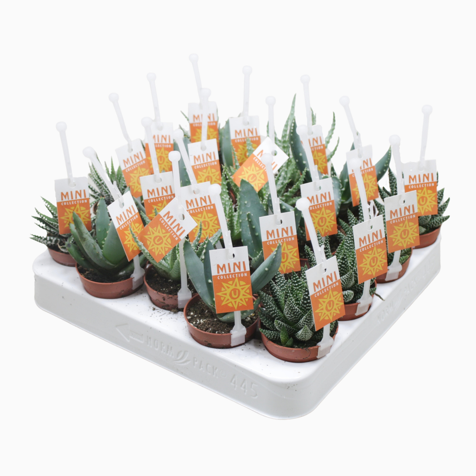 Aloë/Haworthia mix 5,5 cm met picker+etiket, D 5,5 cm