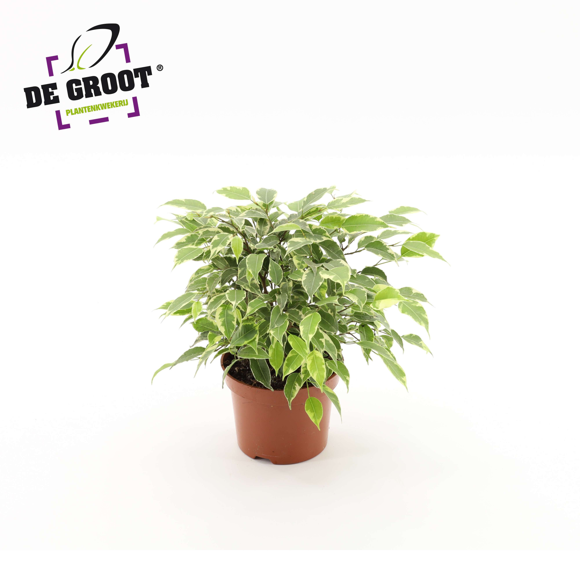 Ficus benjamina Kinky, D 12 cm