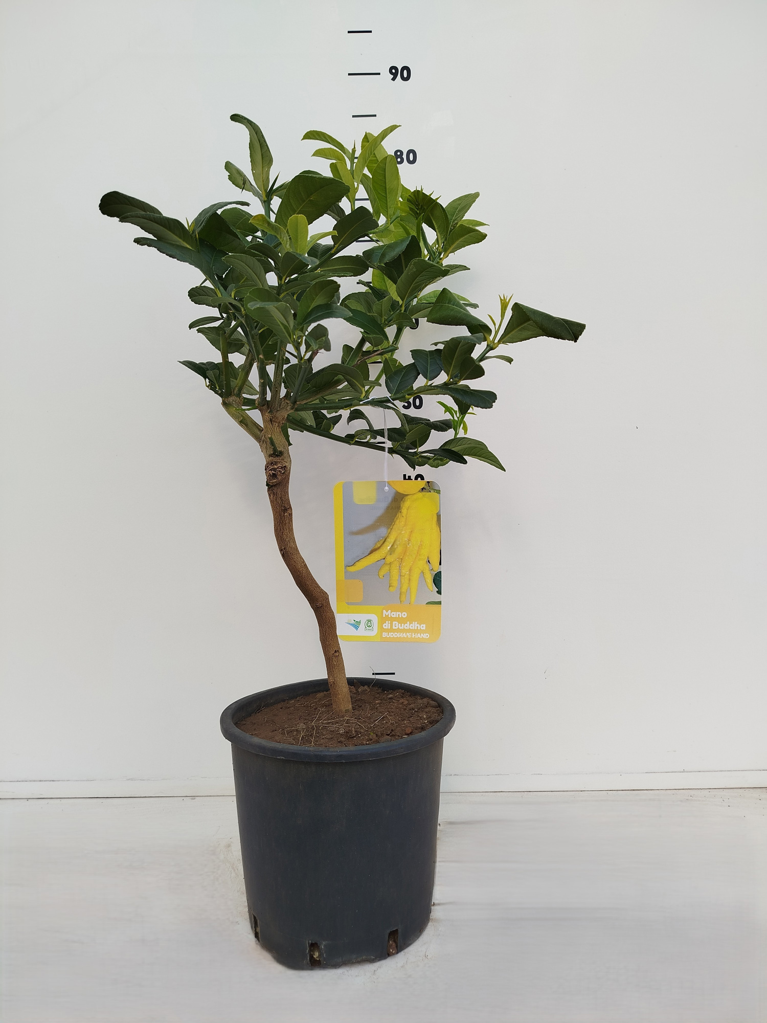 Citrus medica 'Buddha's Hand' - Mano di Buddha, D 21