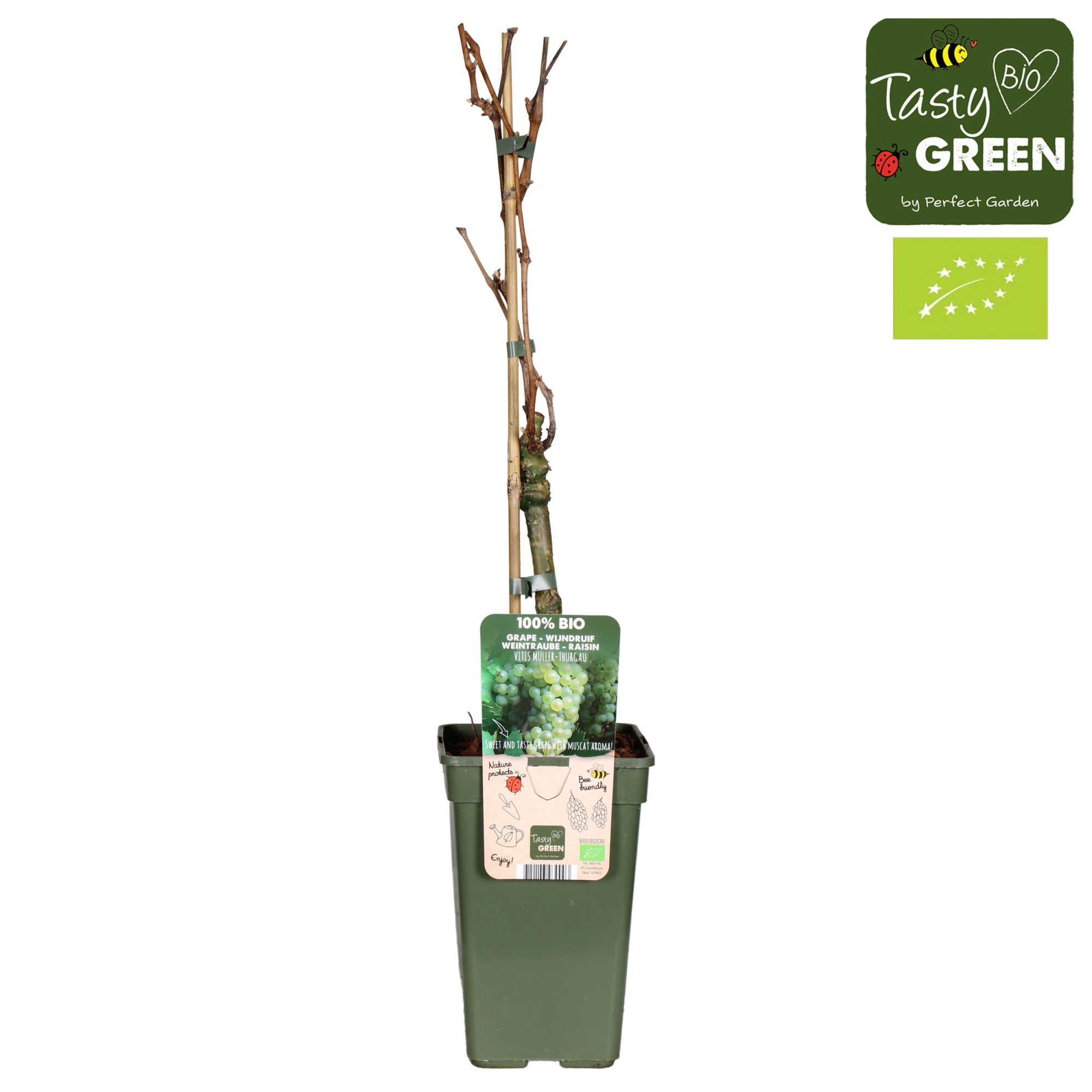 Vitis vinifera 'Müller-Thurgau' Bio P19, D 19