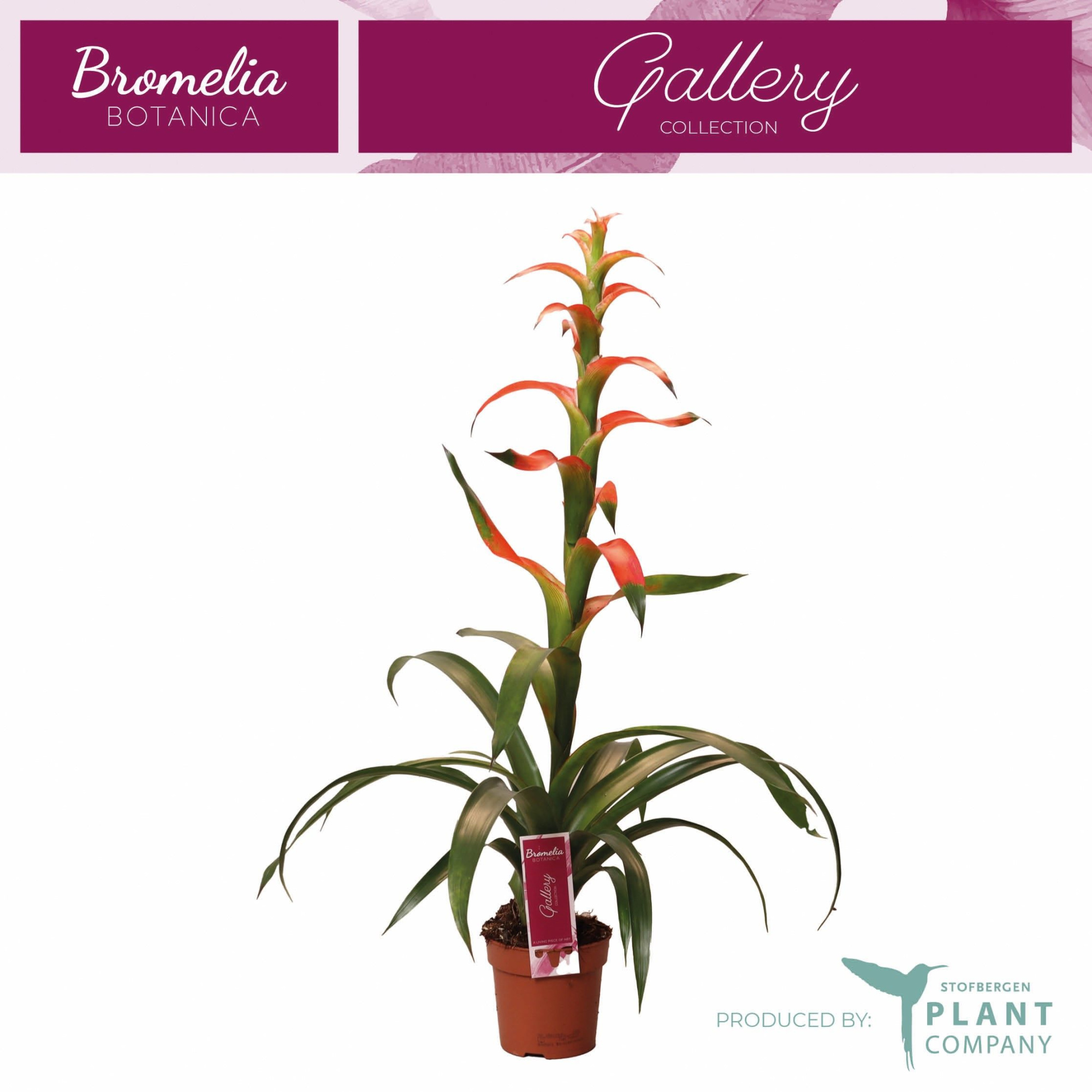 Guzmania Wittmackii, D 12 cm