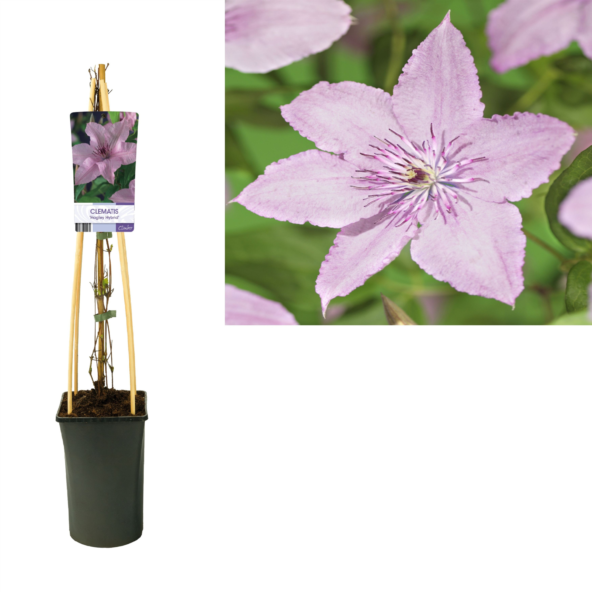 Clematis 'Hagley Hybrid' +light label, D 17 cm
