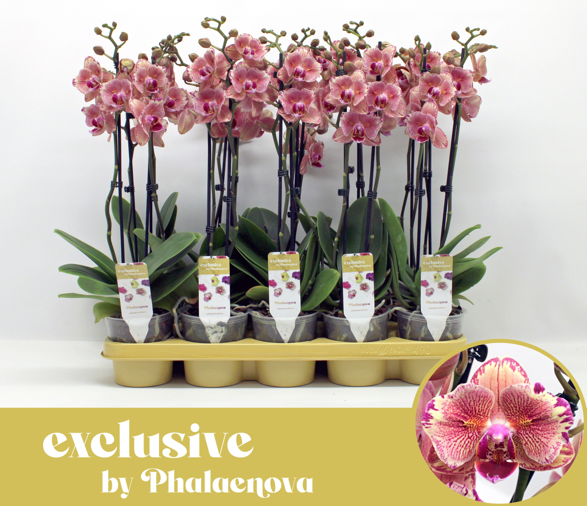 Pirate picotee peloric 2-tak 60cm (GROEN), D 12