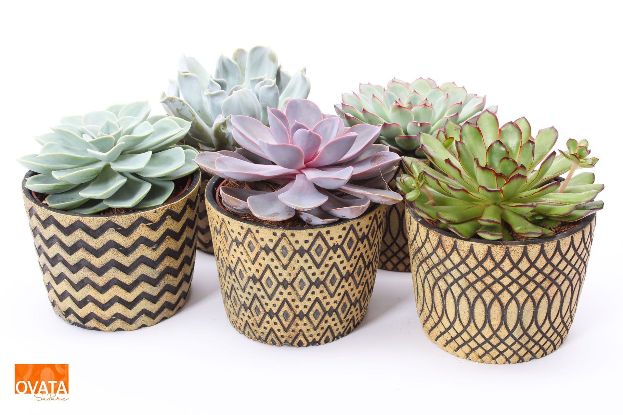 Echeveria mix in Cancun 14 pearls, D 14 cm