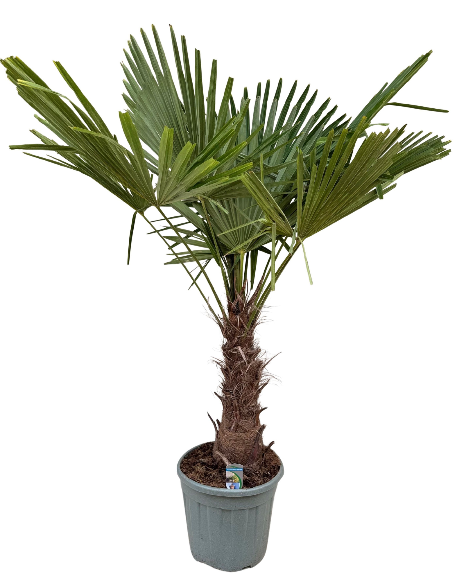 Trachycarpus fortunei P35, D 35 cm
