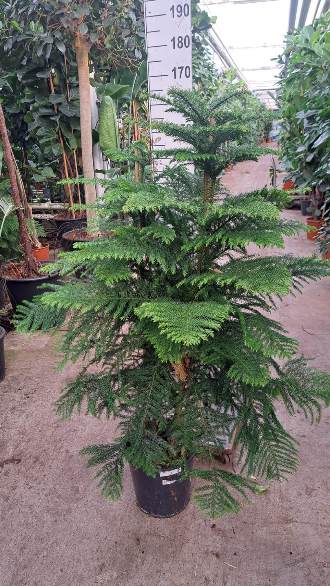 Araucaria 160, D 30 cm