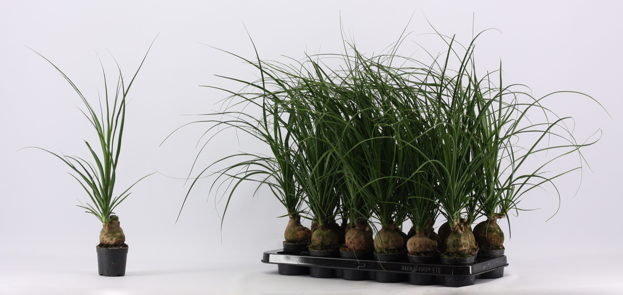 Beaucarnea bol 9 cm (1 kop), D 9 cm