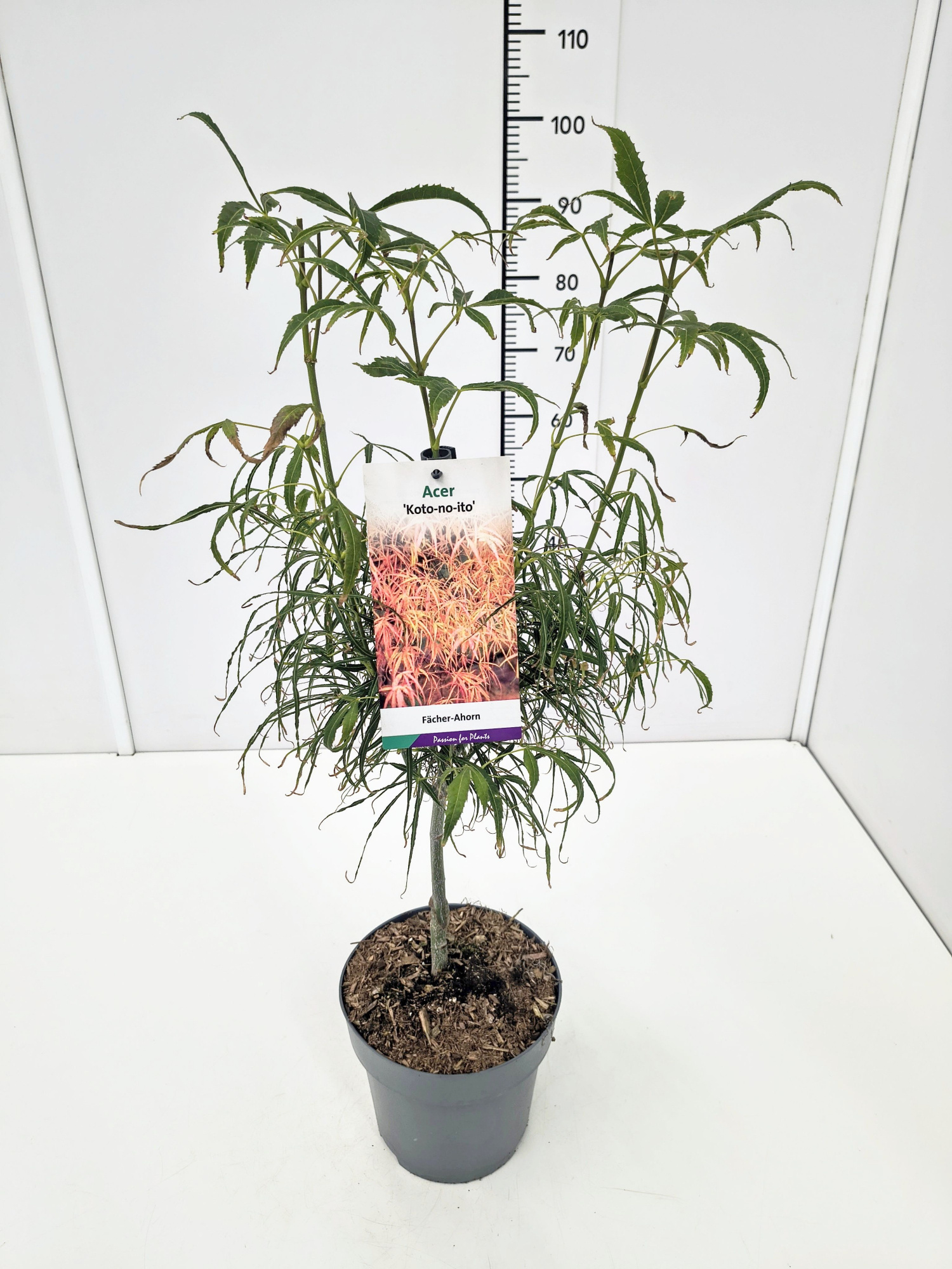 Acer palm. 'Koto-no-ito' 60-80C7, D 25 cm