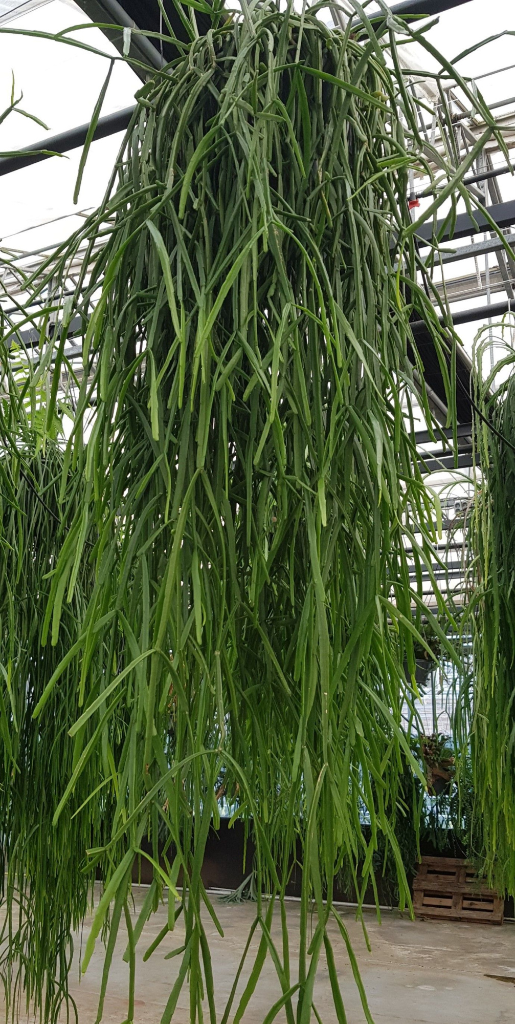 XXL Trigona 25cm STH, D 25 cm