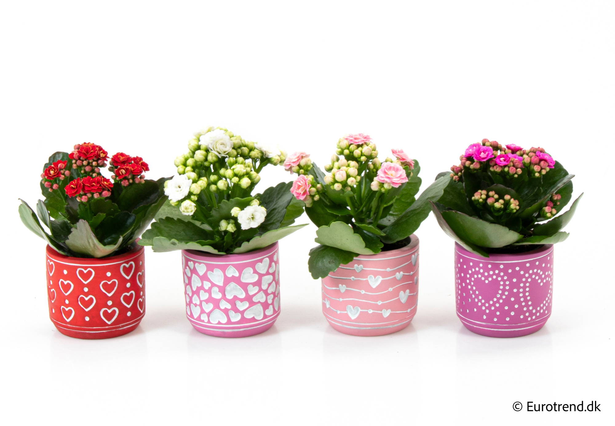 Kalanchoe Roseflowers in Valentine ceramic 2026, D 6