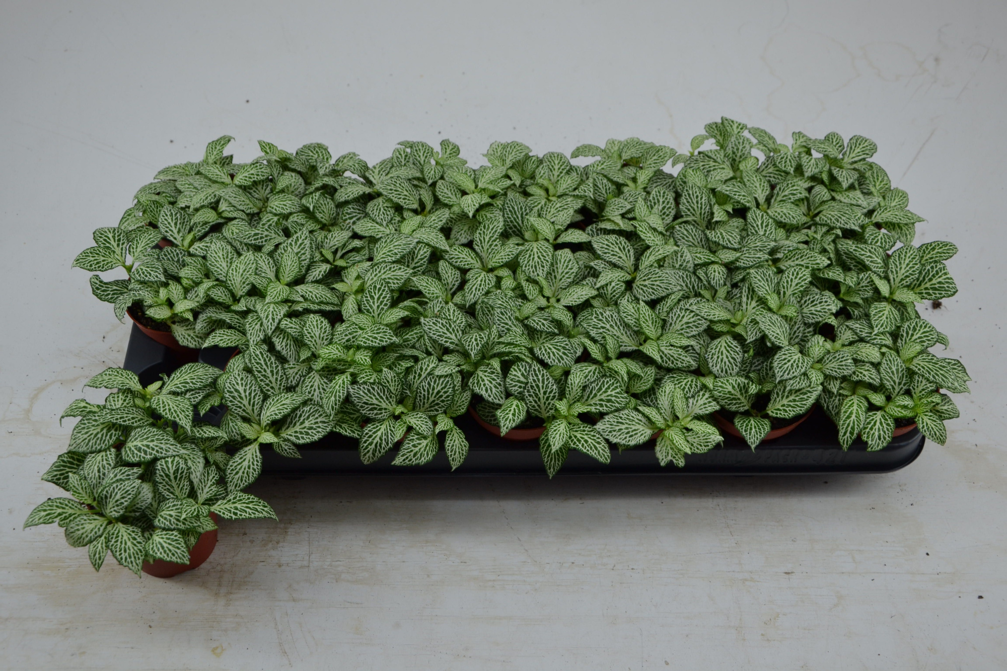 fittonia mini whisper, D 8,5