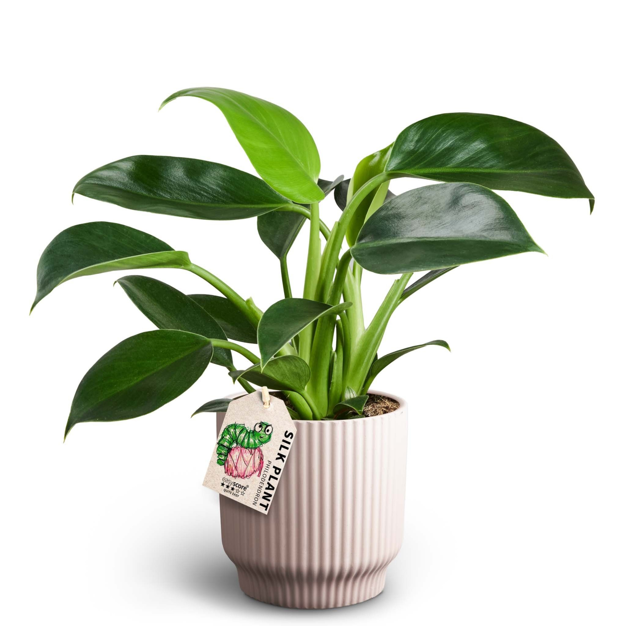 Nordic Lilac, Philodendron ´Green Princess´, D 12 cm