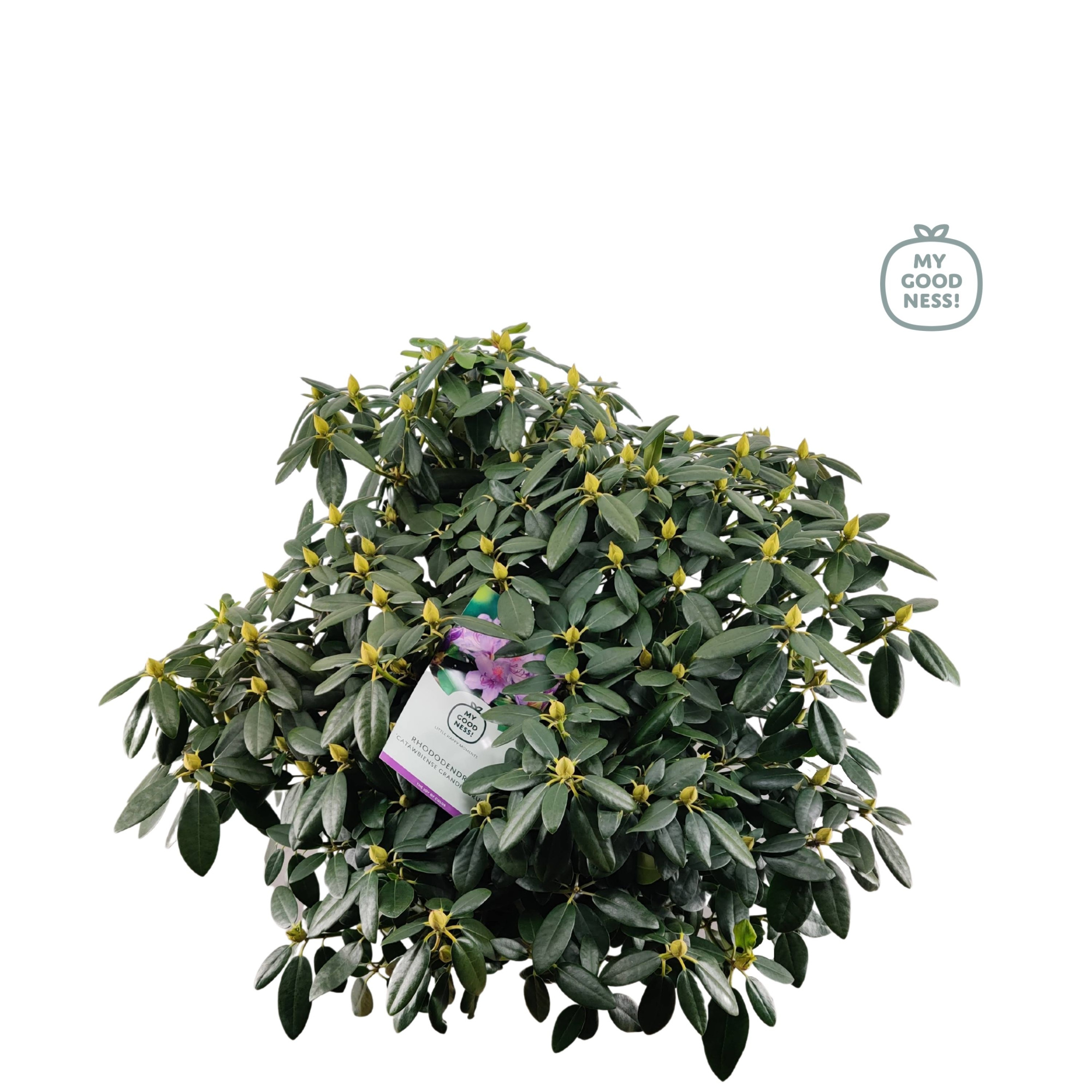Rhododendron 100cm /25 liter 'Cat. Grandiflorum', D 38 cm