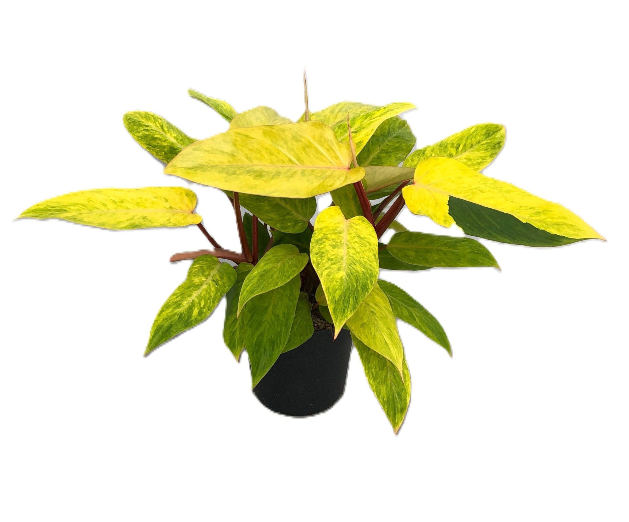 Philodendron 'Painted Lady' toef p19cm, D 19 cm