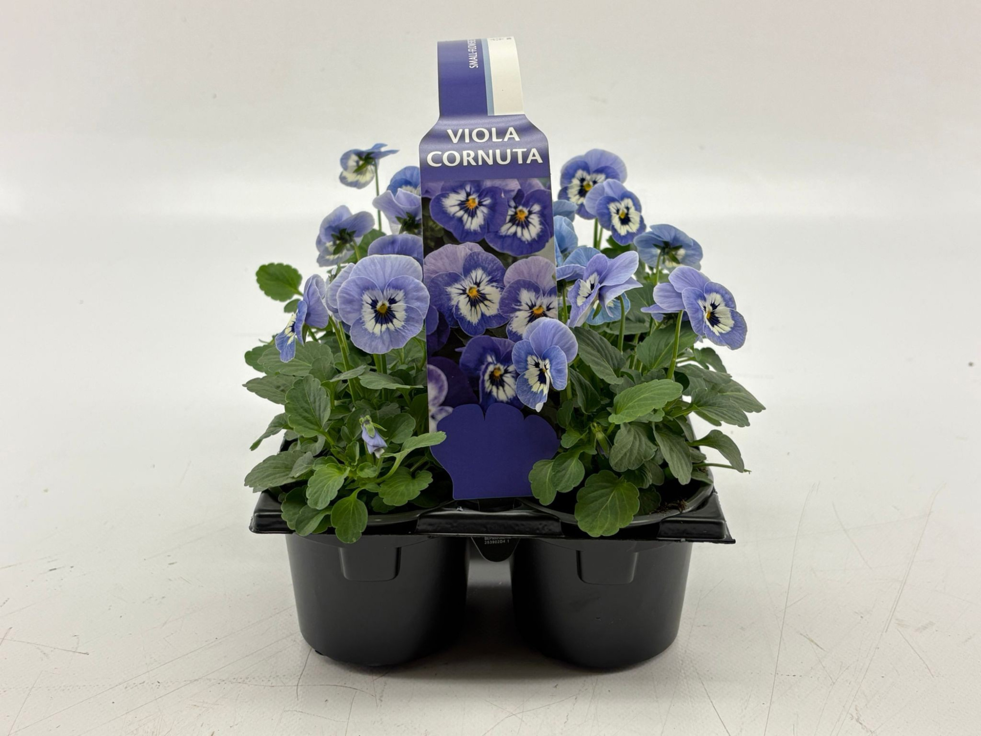 Sixpack Viola Cornuta Marina, D 9