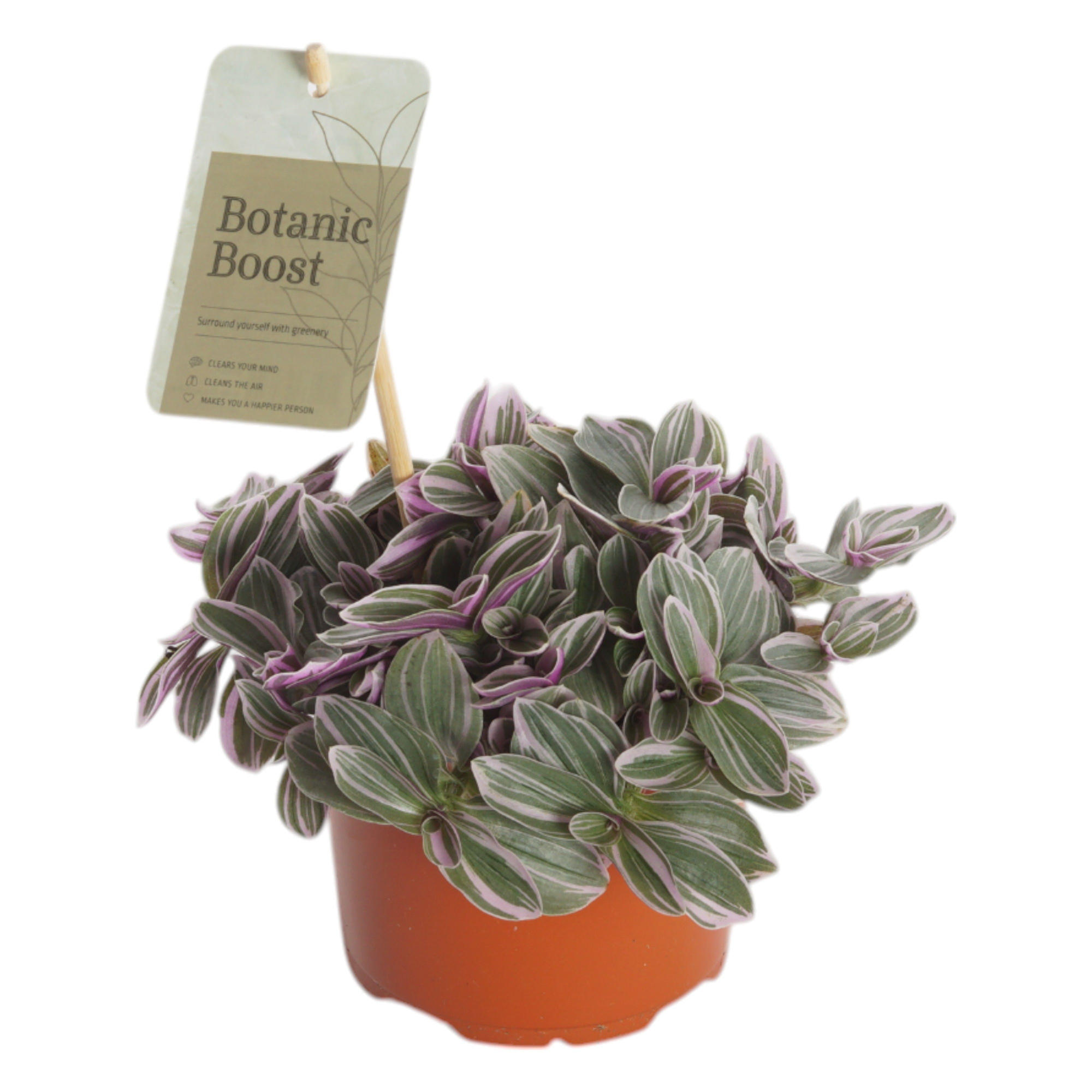 P12 Tradescantia Sweet Sweetness, D 12 cm