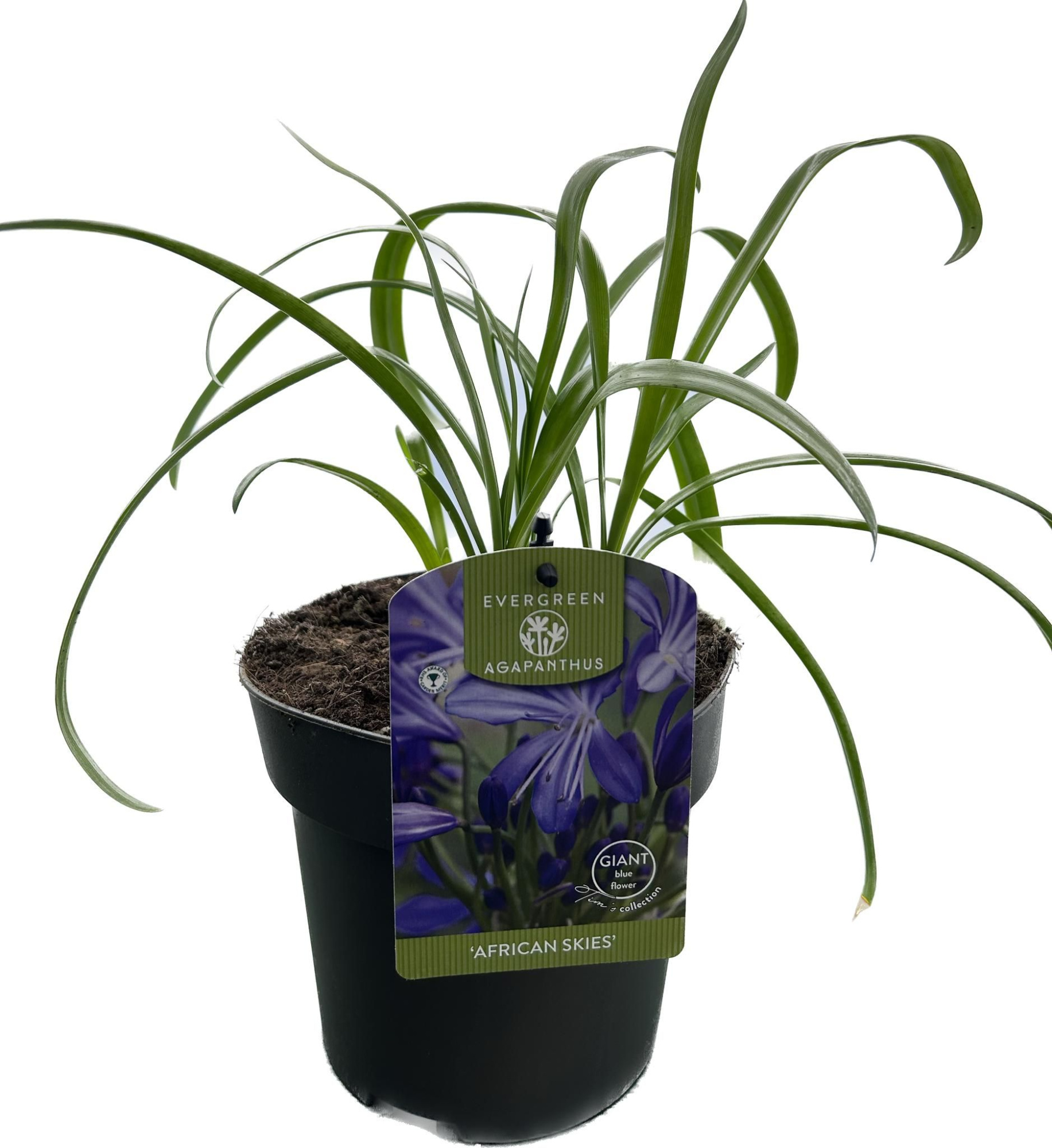 Agapanthus 'African skies' P17 EVERGREEN, D 17