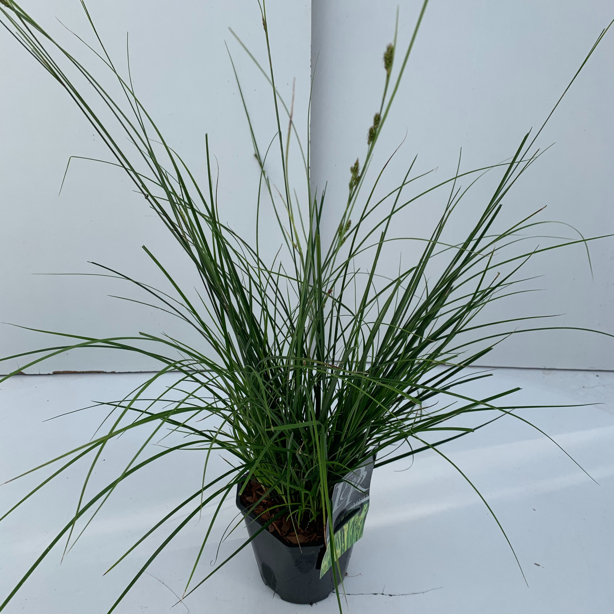 Carex 'Magic Green', D 17