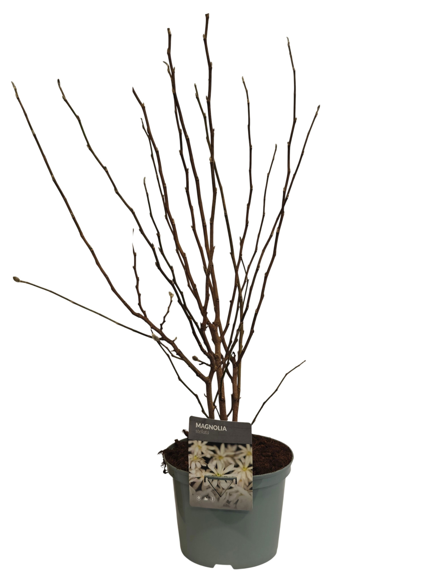 Magnolia stellata C5, D 23