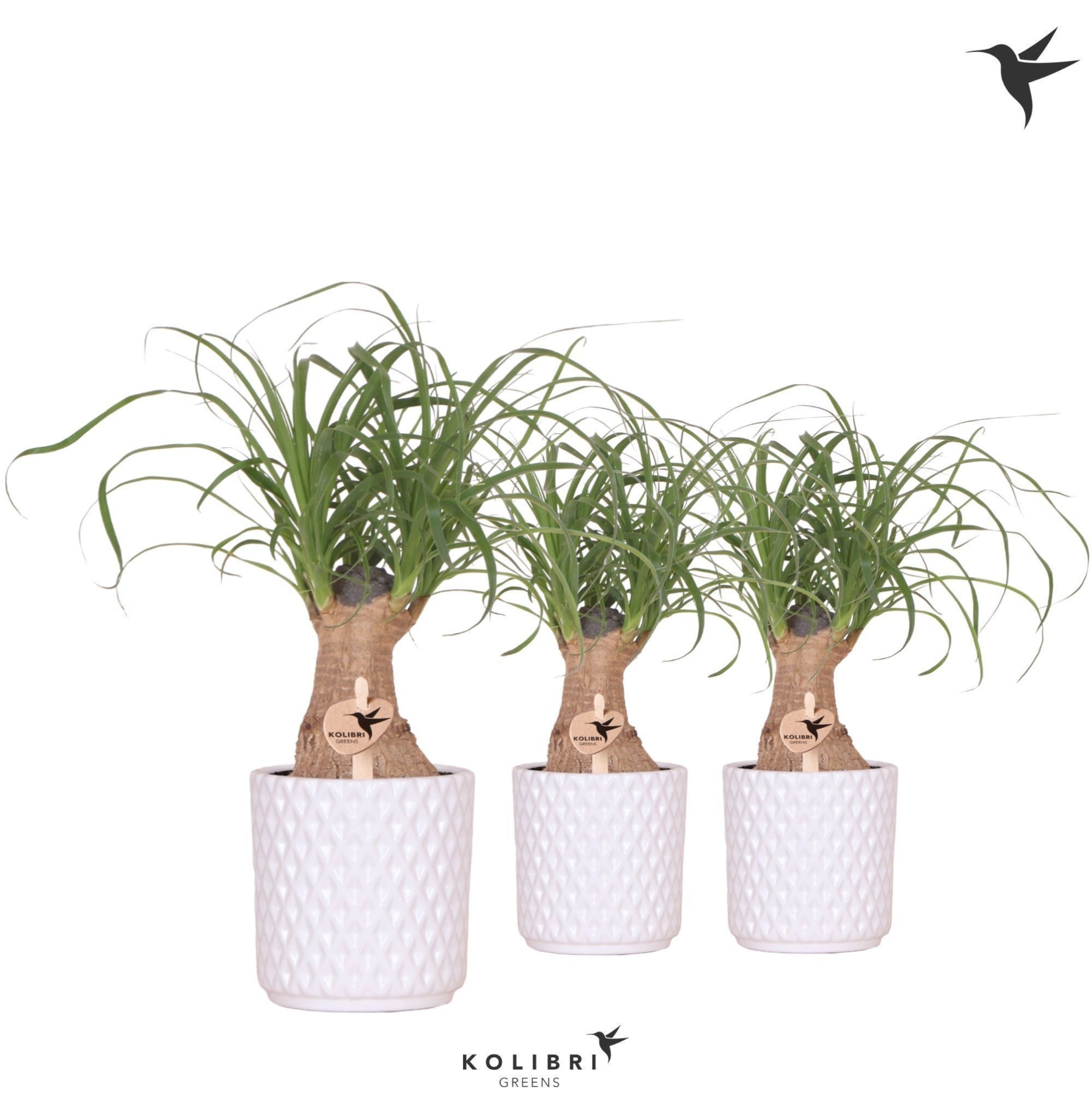 Kolibri Greens Beaucarnea in Diamond pot white, D 9 cm