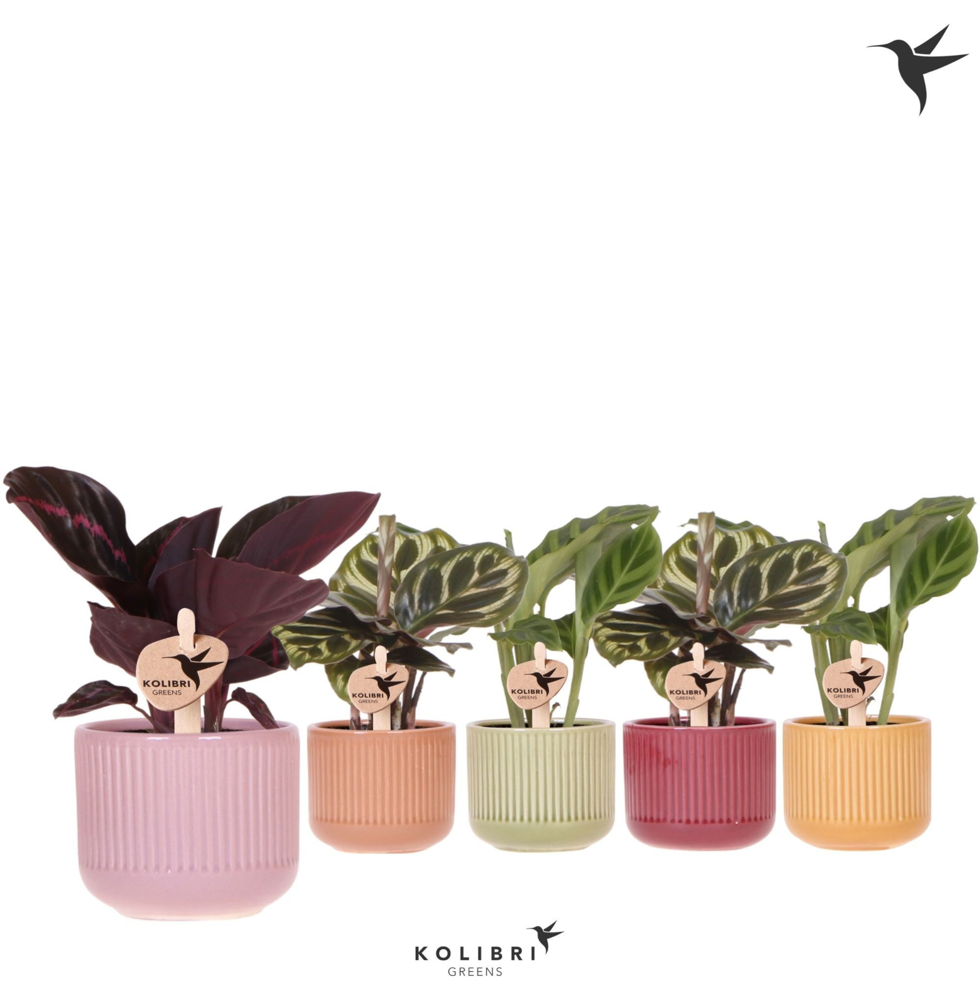 Kolibri Greens Calathea mix in Flare pot mix, D 6 cm