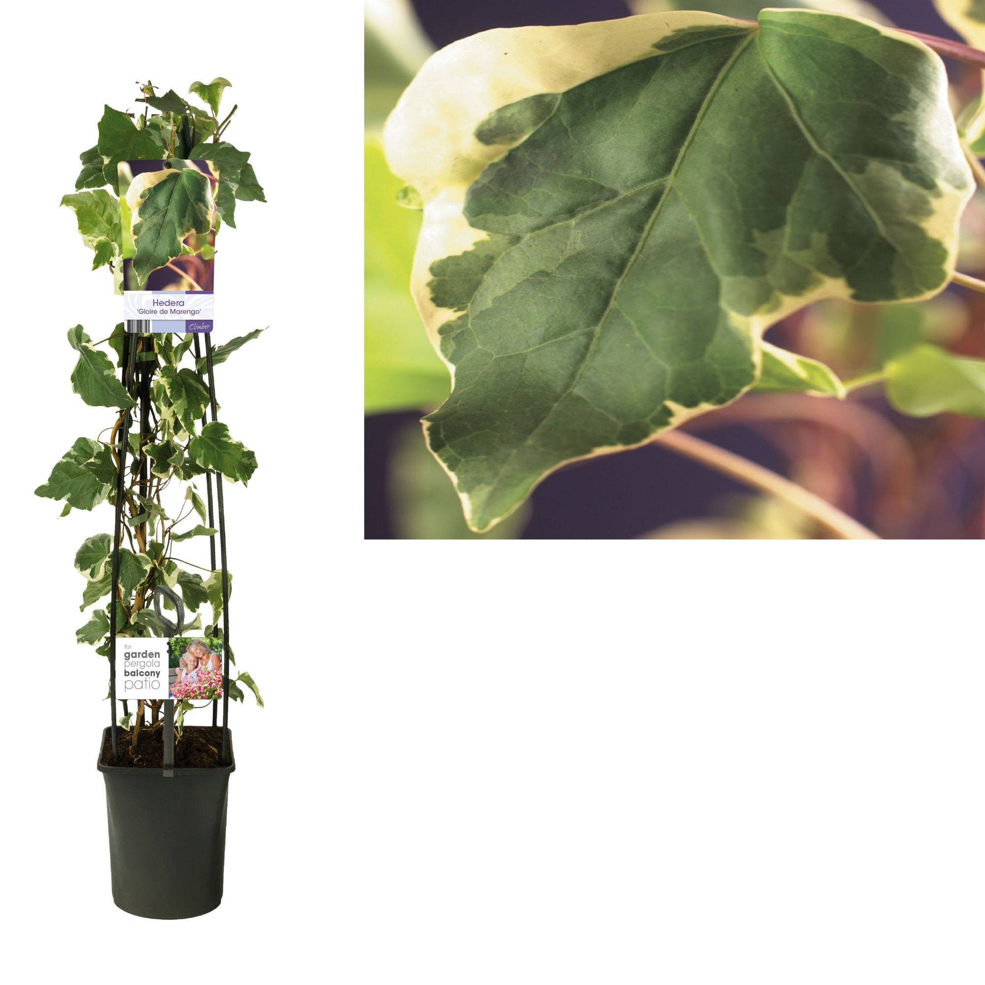 Hedera 'Gloire de Marengo' +light label, D 23 cm