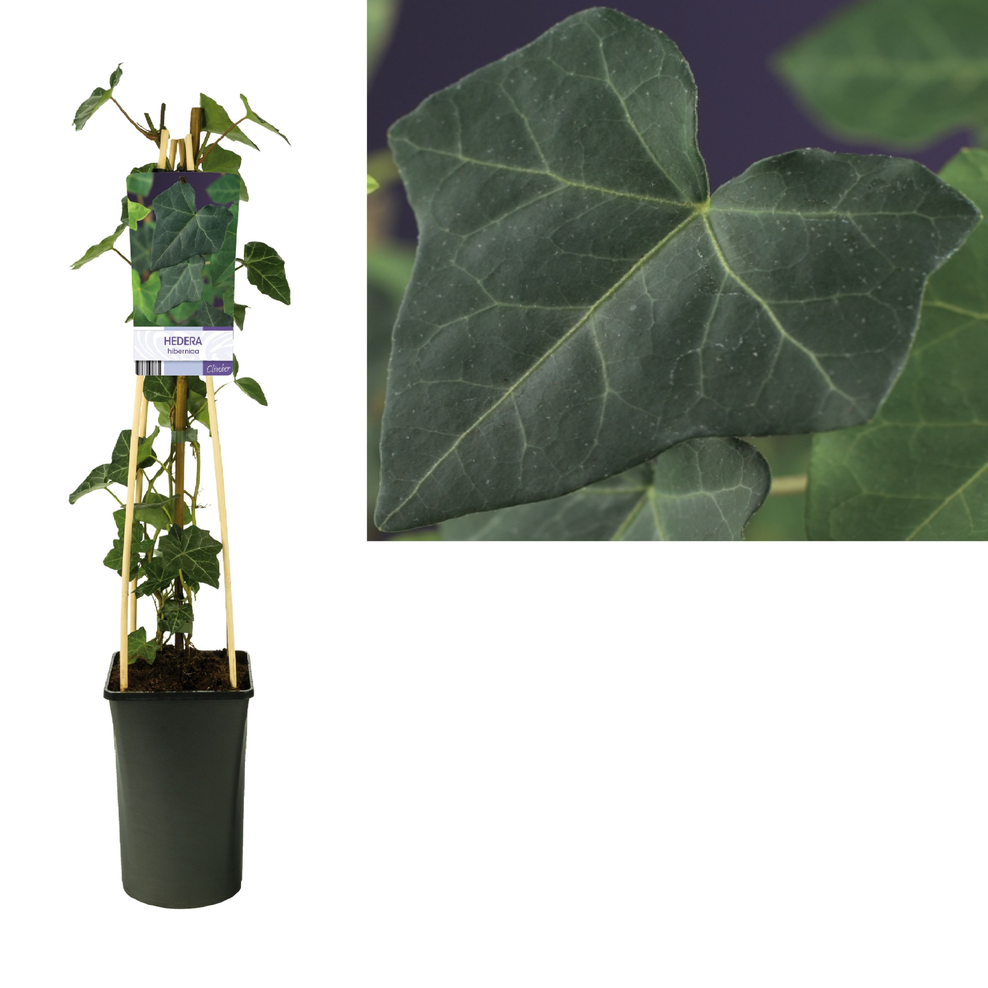 Hedera hibernica +light label, D 17 cm
