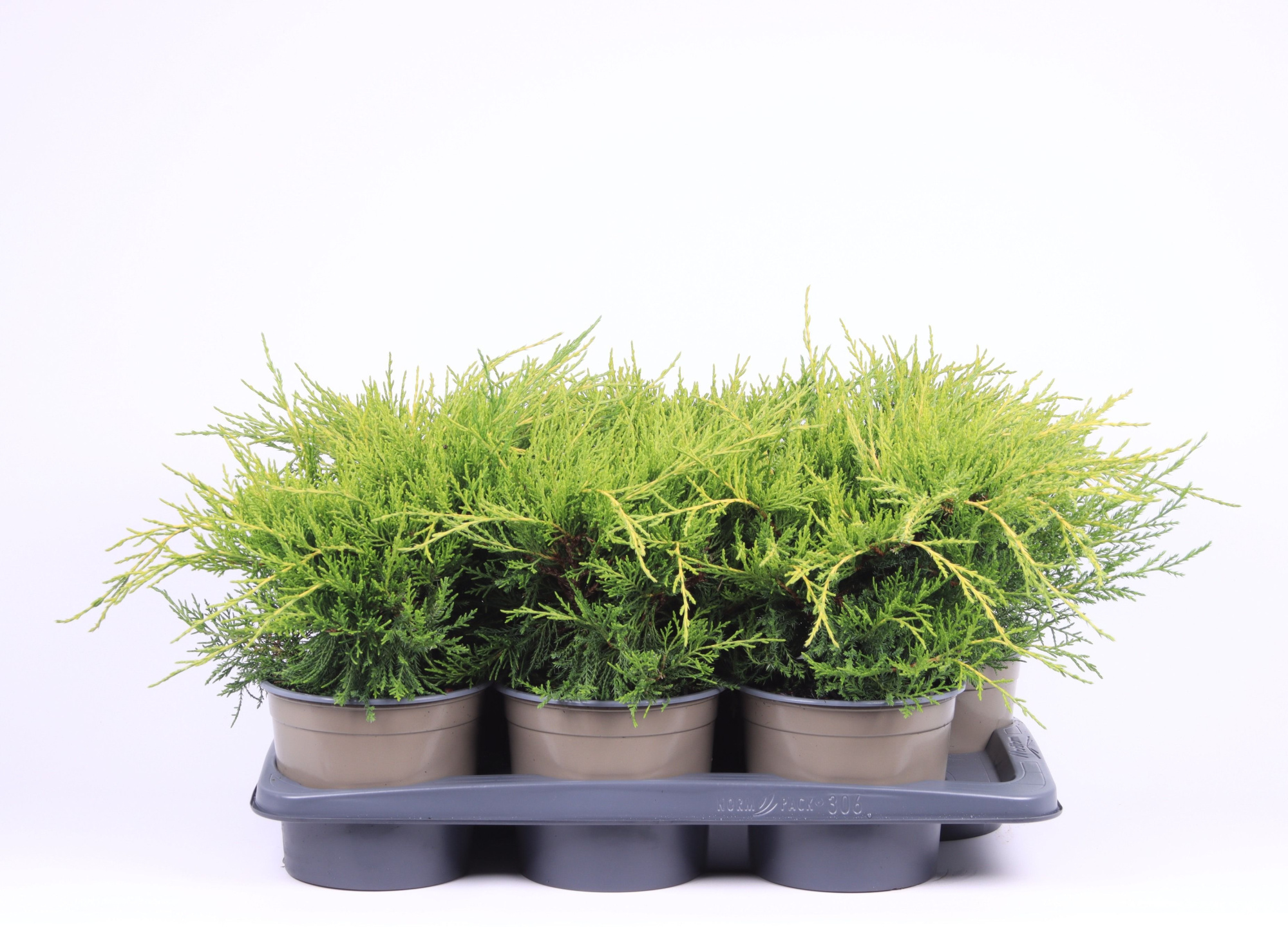 Juniperus x pfitzeriana 'Old Gold', D 17 cm