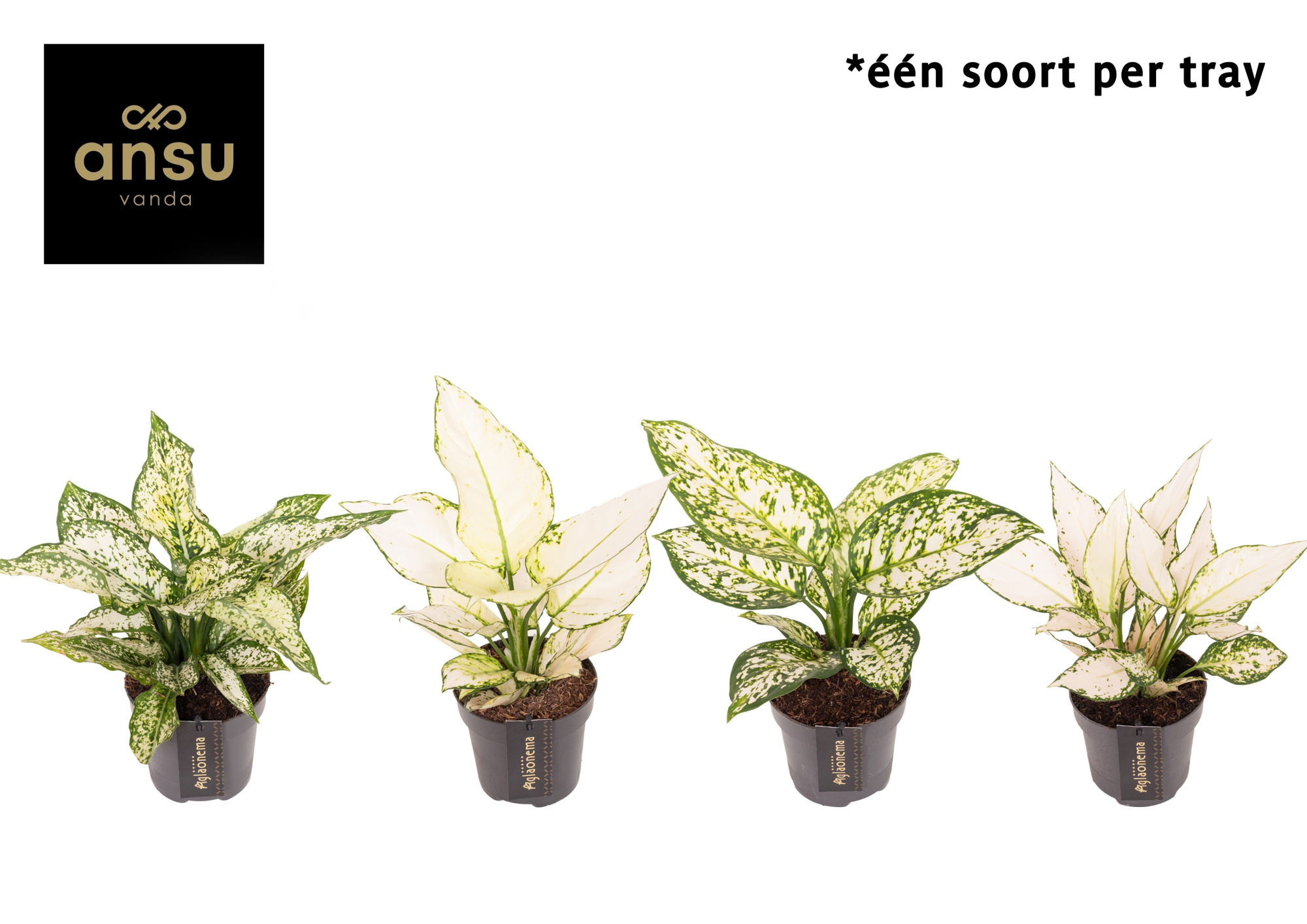 Aglaonema White Surprise Tray, D 12 cm