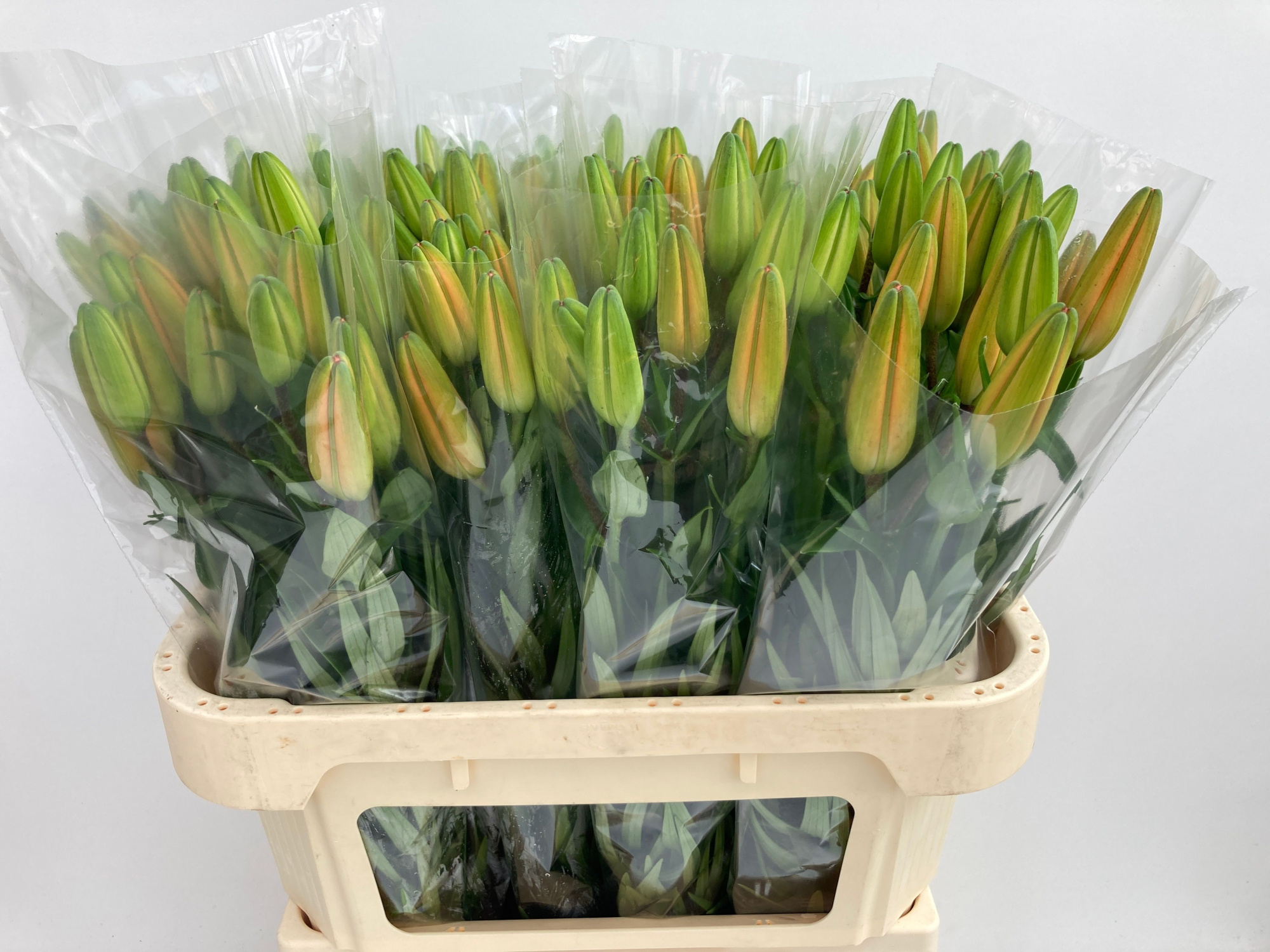 Лилия Трезор 75, шт.