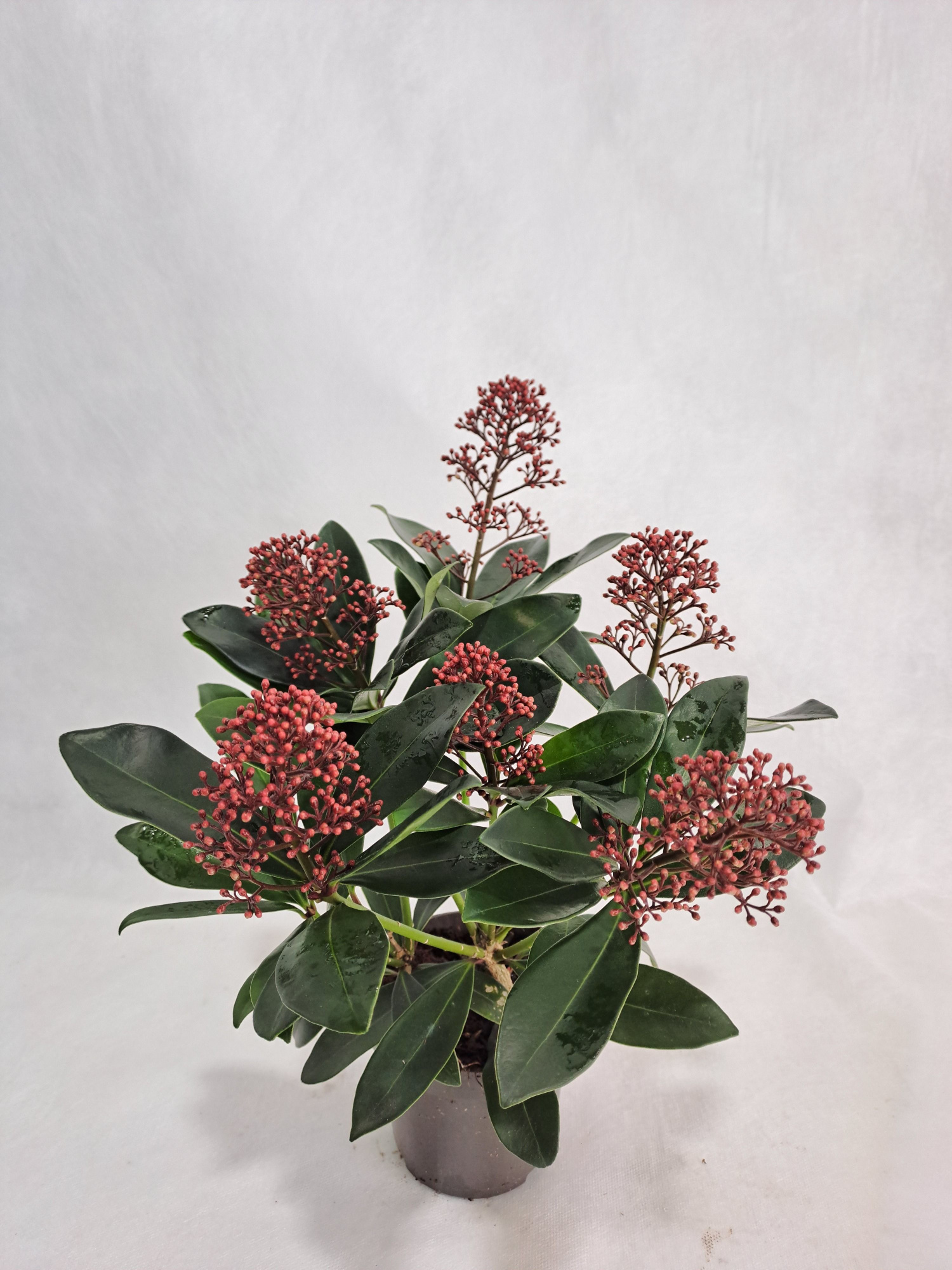 Skimmia Rubella P10 5-6 bloem, D 10,5 cm