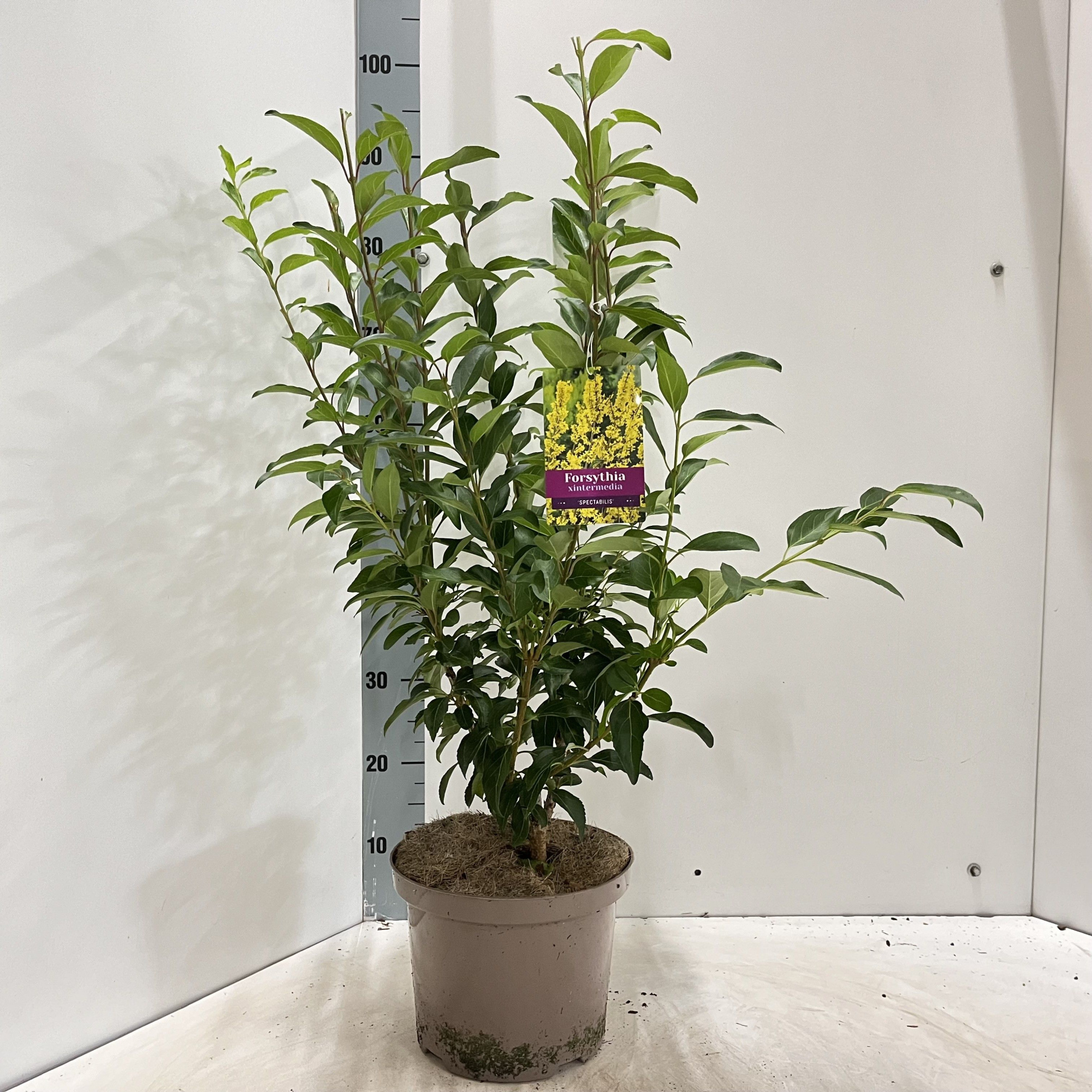 Forsythia intermedia 'Spectabilis', D 23 cm